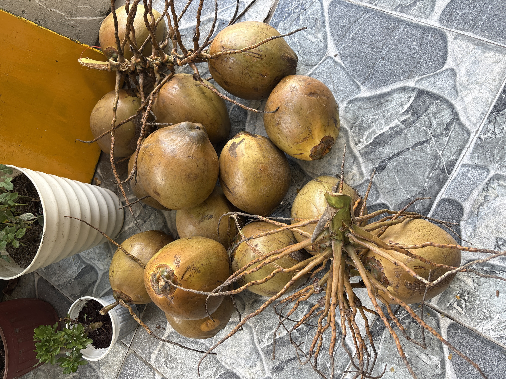 A close-up, high-angle shot shows a pile of coconuts on a patterned tile floor. The coconuts are a light brown to greenish-yellow color and have brown, wiry stems attached. The tiles are gray and white with a marble-like pattern. In the background, a white ribbed planter with a small green plant is visible to the left, and a yellow object is on the right. The scene appears to be outdoors, possibly in a courtyard or on a patio, in the city of Đà Nẵng, Vietnam. There are no people present.