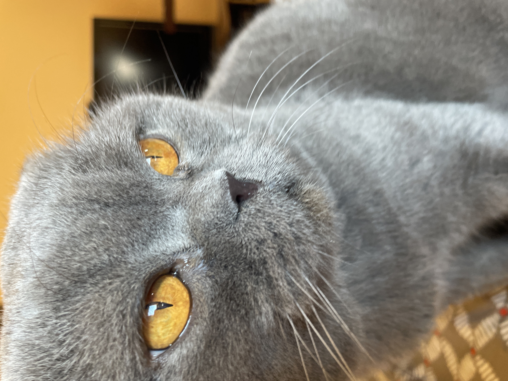 A close-up, head-and-shoulders shot focuses on the face of a grey Scottish Fold cat with bright orange eyes. The cat's ears are folded forward, and its fur appears soft and dense. The background is blurred, showing a warm orange-yellow color and a dark rectangular object, possibly a screen or monitor. To the lower left, a patterned surface is visible, with red and cream-colored geometric shapes. The lighting suggests an indoor setting.