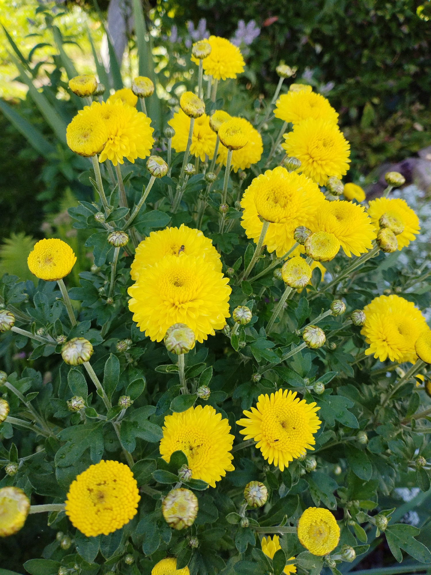 A close-up, eye-level shot captures a cluster of vibrant yellow chrysanthemums in bloom. The flowers are the primary subjects, with their petals densely packed and their centers clearly defined. Some buds are also visible, tightly furled and green. The foliage is a deep green, with some water droplets suggesting recent rain or dew. The background is softly blurred, with hints of other greenery and possibly some lighter-colored flowers, creating a shallow depth of field. The overall impression is one of natural beauty and a garden setting. The image was taken in Bialynichy, Belarus.