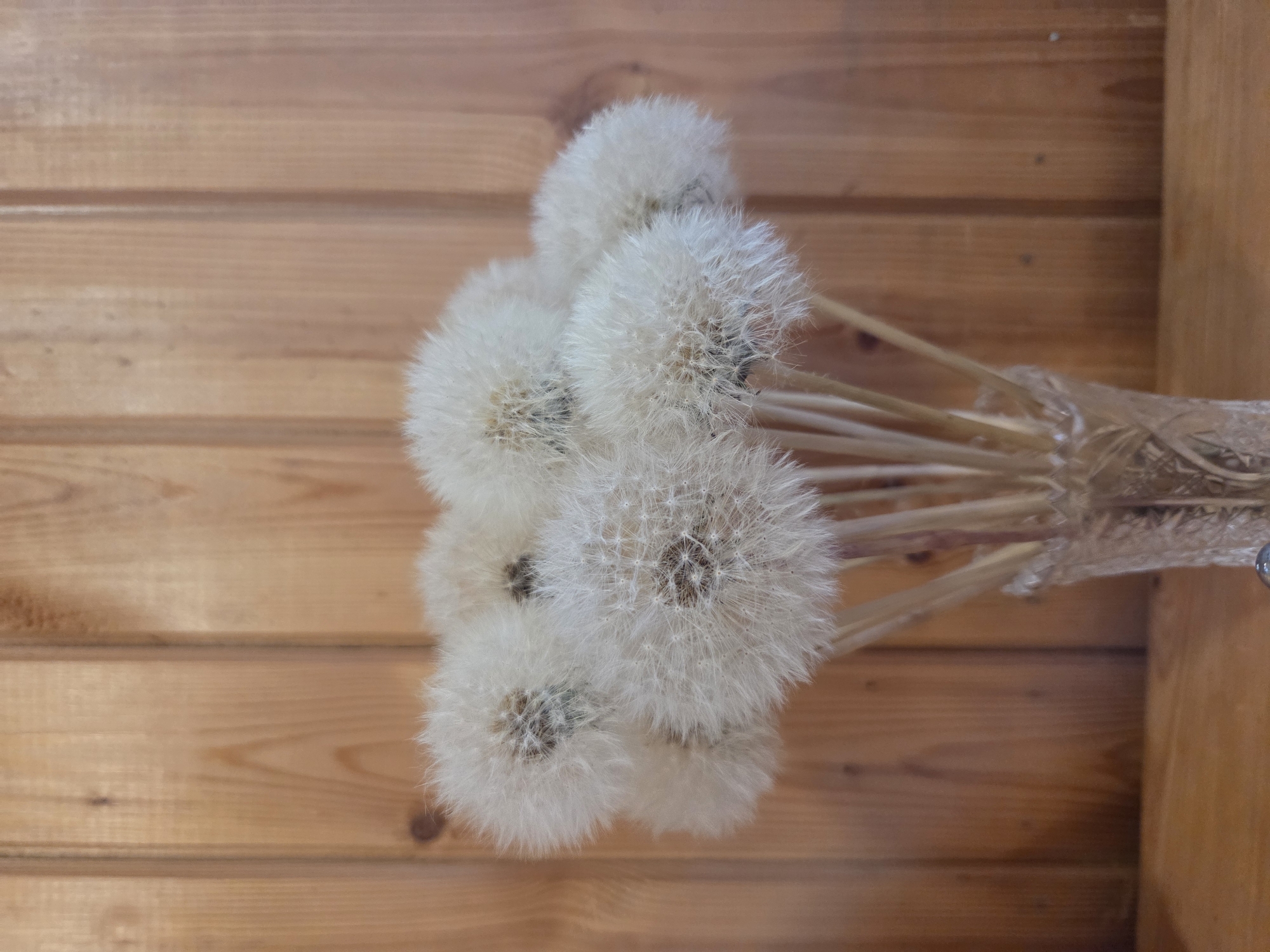 A bouquet of dandelion seed heads is displayed in a crystal vase on a wooden surface. The vase is partially visible, with its ornate glass design evident. The dandelion seed heads are fluffy and white, with their delicate parachutes clustered together. They are arranged in a way that creates a soft, airy texture. The background consists of vertical wooden planks, which are a warm, natural wood tone. The lighting appears soft, casting subtle shadows and highlighting the textures of the dandelions and wood. The overall scene is serene and naturalistic.