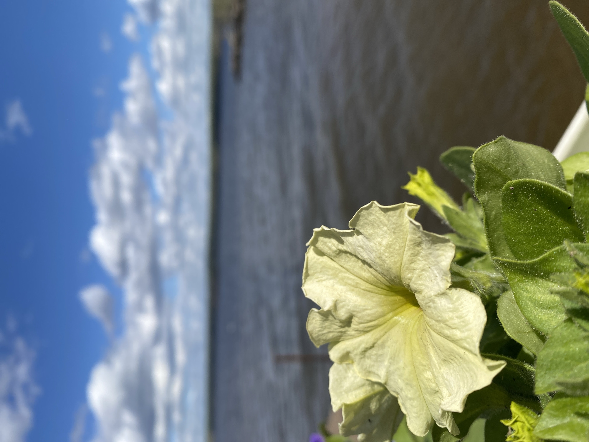The image shows a pale yellow flower, possibly a petunia, with green leaves in the foreground. The background is divided between a blue sky with white clouds on the left and a body of water on the right. The body of water appears murky and dark. The scene likely depicts a floral arrangement near a body of water, possibly the Kama River, in or around the city of Chaikovsky, Russia. There is no indication of people or any activity visible.