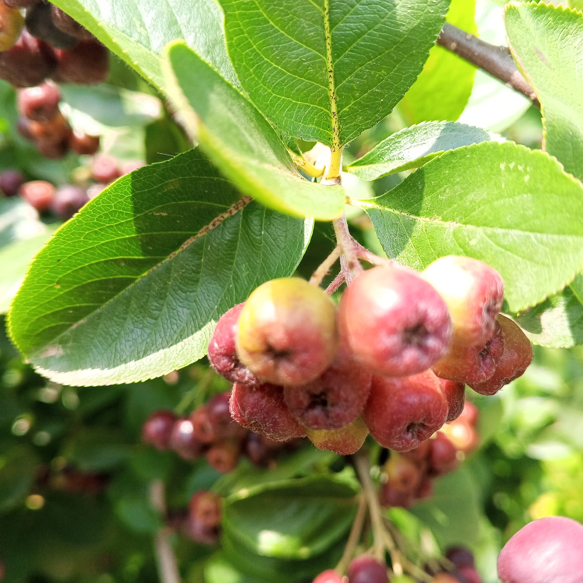 The image shows a close-up of a branch of a bush with green leaves and clusters of ripe, dark red berries. The berries are small and round, some appearing to be slightly elongated. They are attached to thin, reddish stems. The leaves are oval-shaped with serrated edges and prominent veins. The background is a blur of green foliage and out-of-focus berries, suggesting a natural setting. The lighting indicates it is daytime, with sunlight casting shadows and highlighting the textures of the leaves and berries. The scene is photographed from a slightly low angle, looking up at the branch. This image was taken in Ivanaevo, Russia.