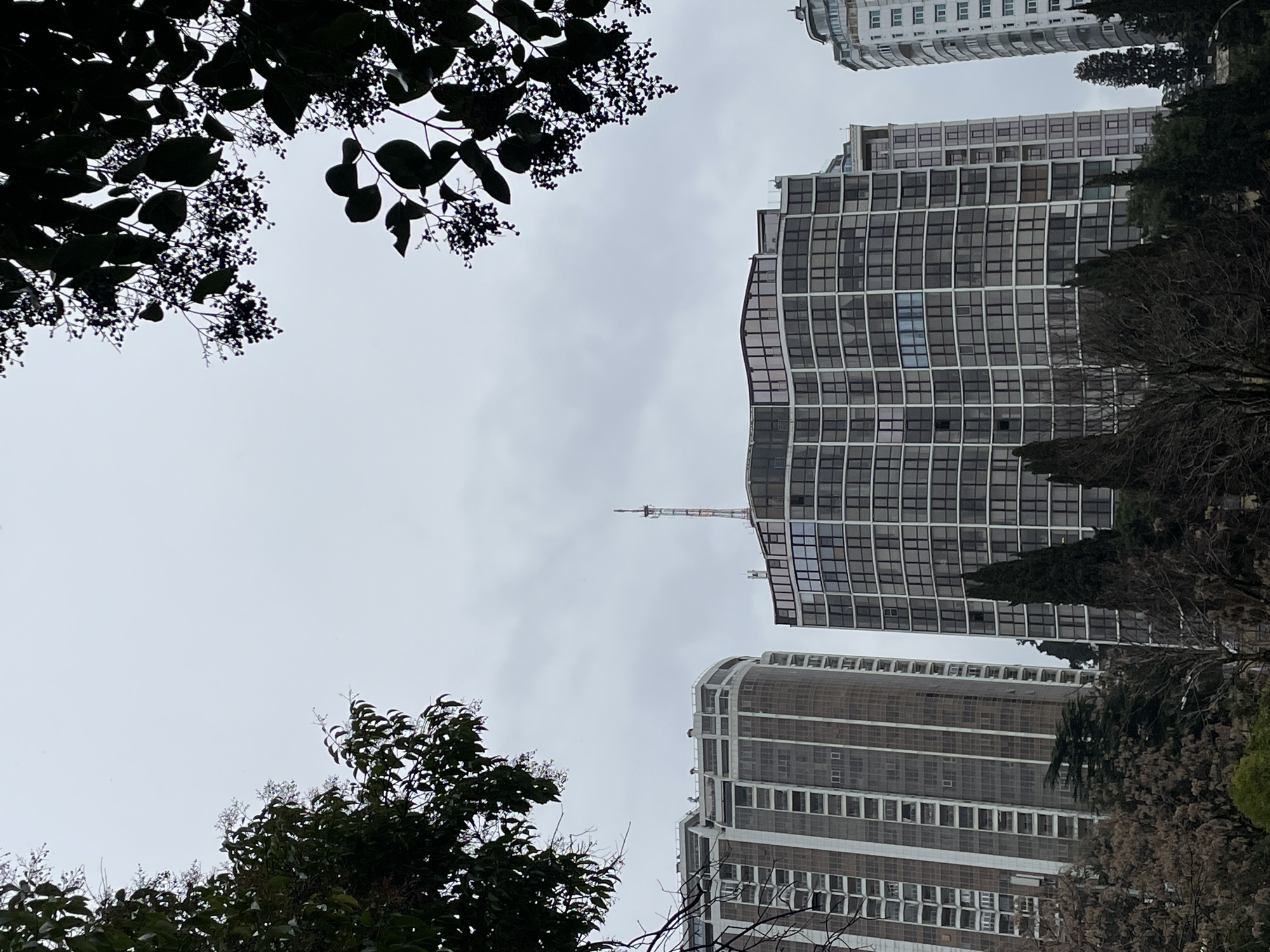 The image shows a view looking upward toward buildings and the sky in Sochi, Russia. In the foreground, foliage of trees frames the top left and bottom left of the image. Above the trees are tall, modern buildings with glass windows. The tallest building has a slender antenna on top. The sky is overcast and gray. There are no people visible.