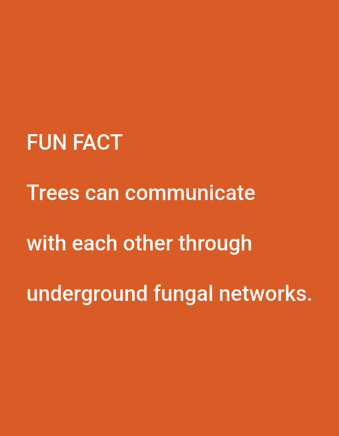 The image contains text on an orange background. The text reads:
FUN FACT
Trees can communicate
with each other through
underground fungal networks.
There are no people, subjects, objects, actions, interactions, or environmental details to describe as the image solely consists of text against a plain background. Therefore, it is not possible to provide a description of a location in Agege, Nigeria.