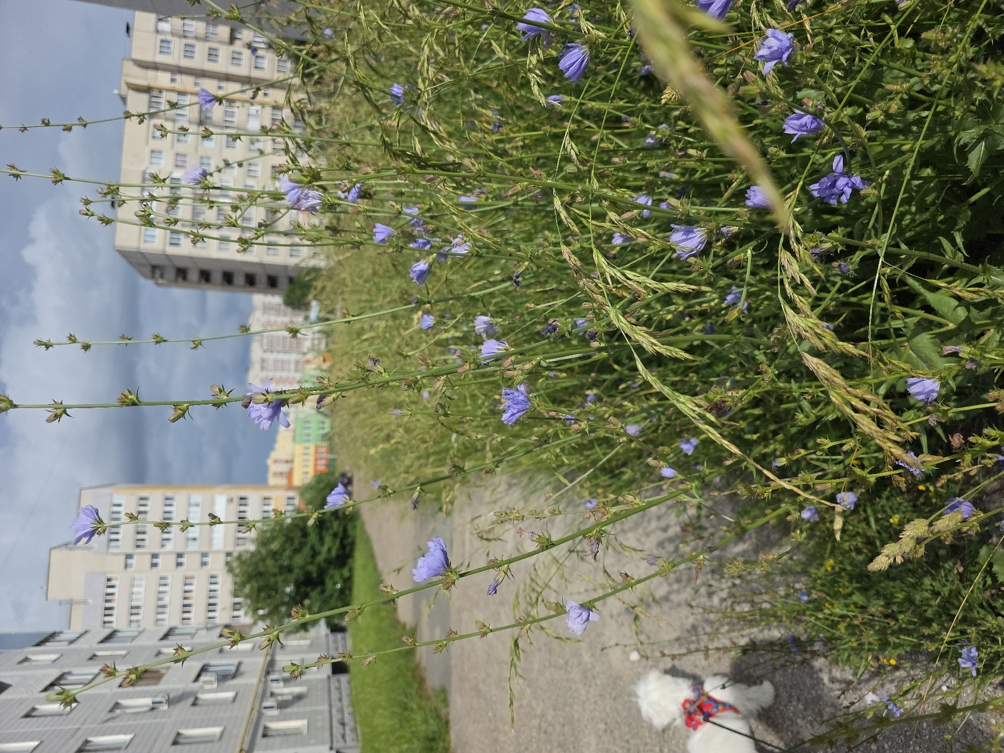A fluffy white dog on a leash is being walked on a concrete path next to a patch of wild chicory flowers in Novocheboksarsk, Russia. The dog is wearing a red and blue harness and is walking away from the camera. The chicory flowers are blooming with small, light blue petals. In the background, there are several multi-story apartment buildings, typical of Soviet-era architecture. The sky is cloudy with patches of blue. The overall scene depicts a quiet urban environment with a touch of nature.