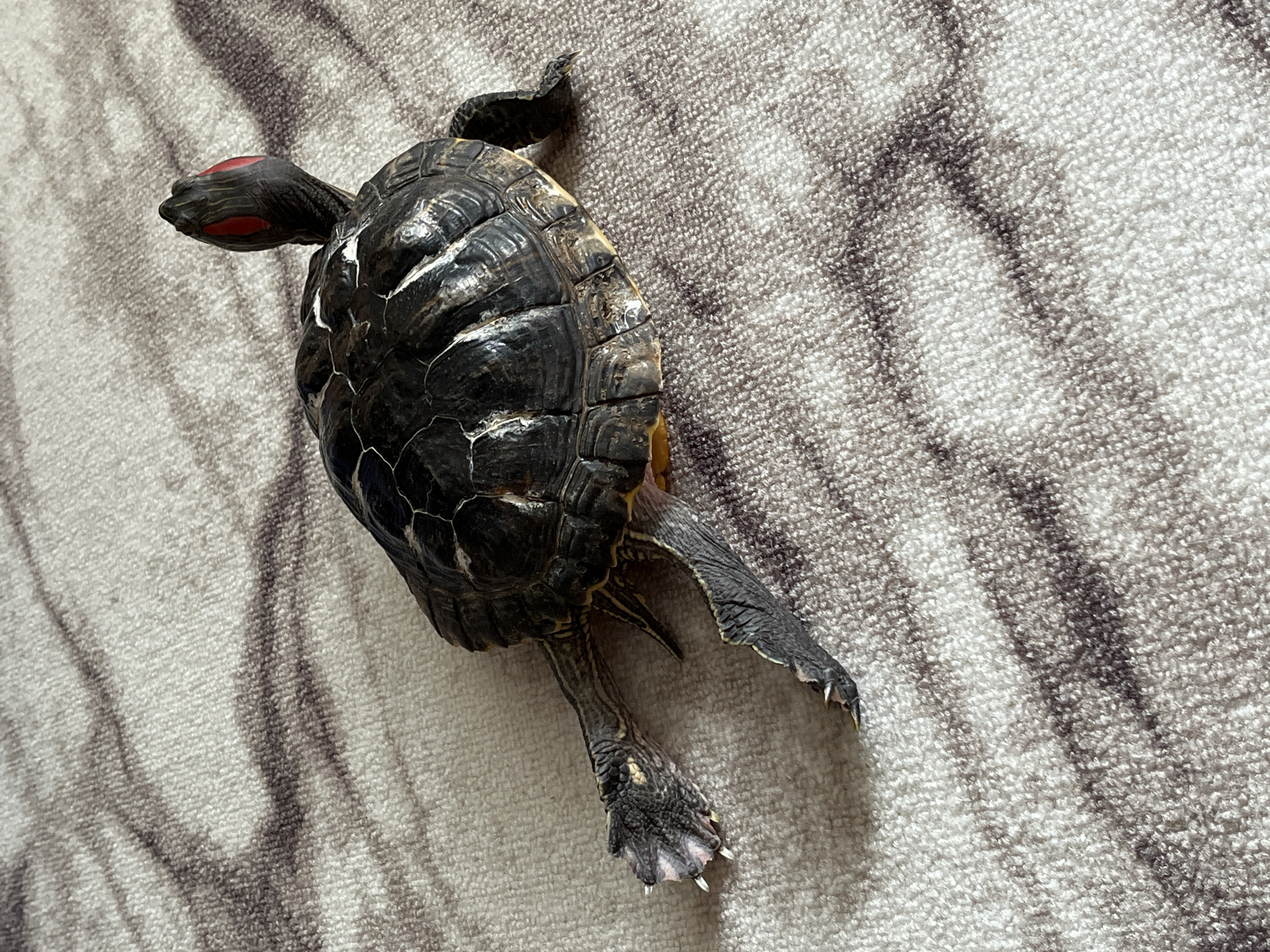A red-eared slider turtle is on a beige and grey patterned carpet. The turtle is facing away from the camera, with its head extended and turned to the left, showing two red markings around its eyes. Its dark, textured shell is visible, as are its grey, scaly legs and feet with visible claws. The background is a soft-focus carpet with abstract, wavy lines. The image was taken in Chaikovsky, Russia, likely indoors.