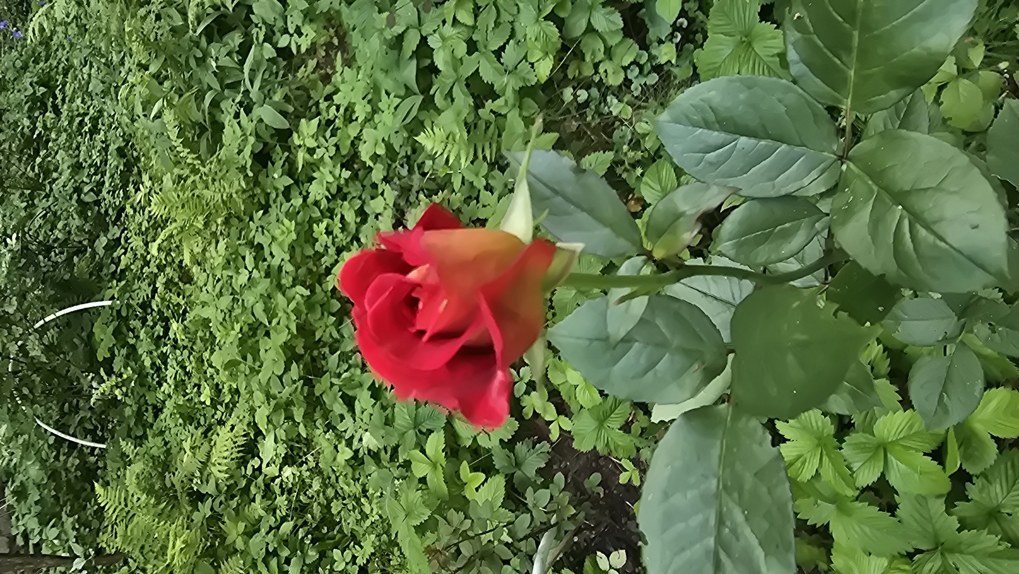 A close-up shot showcases a vibrant red rose with hints of orange at its petal tips, set against a backdrop of lush green foliage. The rose, still partially closed, is the central subject, its velvety petals unfurling delicately. A thorny stem supports the bloom, with large, dark green leaves providing a rich contrast. The surrounding vegetation is a dense mix of various green plants, including ferns and smaller leafy plants, suggesting a garden or woodland setting. The lighting appears natural, indicating it could be daytime, possibly late afternoon given the soft shadows. The image's orientation is slightly tilted. There are no people, visible text, or specific location cues beyond the provided context of Il’inskiy, Russia. The overall impression is one of natural beauty and tranquility.