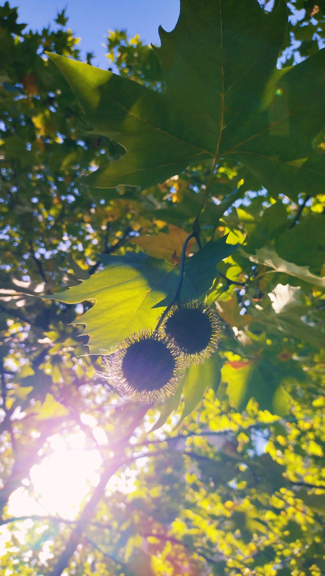 A low-angle shot captures two spiky, dark, ball-shaped sycamore seed pods hanging from a tree branch against a bright blue sky. Sunlight streams through the green leaves and branches, creating lens flare and highlighting the texture of the seed pods. The background is filled with out-of-focus green and yellow leaves. The image appears to be taken in a park or natural area, possibly in the city of Horishni Plavni, Ukraine, given the context. There are no people or animals visible in the frame.