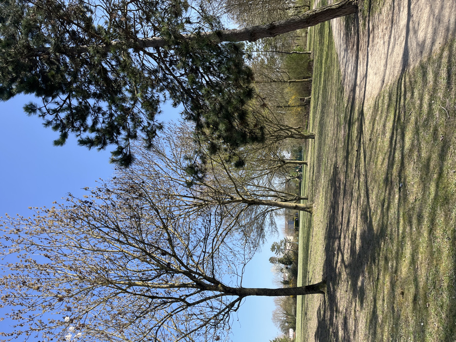 The image shows a grassy park area with several trees and a dirt path, located in Saint-Brice-Courcelles, France, at latitude 49.284 and longitude 4.003. The trees on the left side are bare, while the trees on the right side are pine trees with green needles. There are no people in the image, and the sun is shining. The ground is covered in short green grass, and there are some shadows from the trees. There is a dirt path running diagonally through the center of the image. There is a row of trees on the left side of the image, with several more trees in the background. The trees are mostly deciduous, and they are all bare. In the background, there are a few buildings and other trees. The ground is covered in short green grass, and there are some shadows from the trees. There is a dirt path running diagonally through the center of the image. The sky is blue and clear.