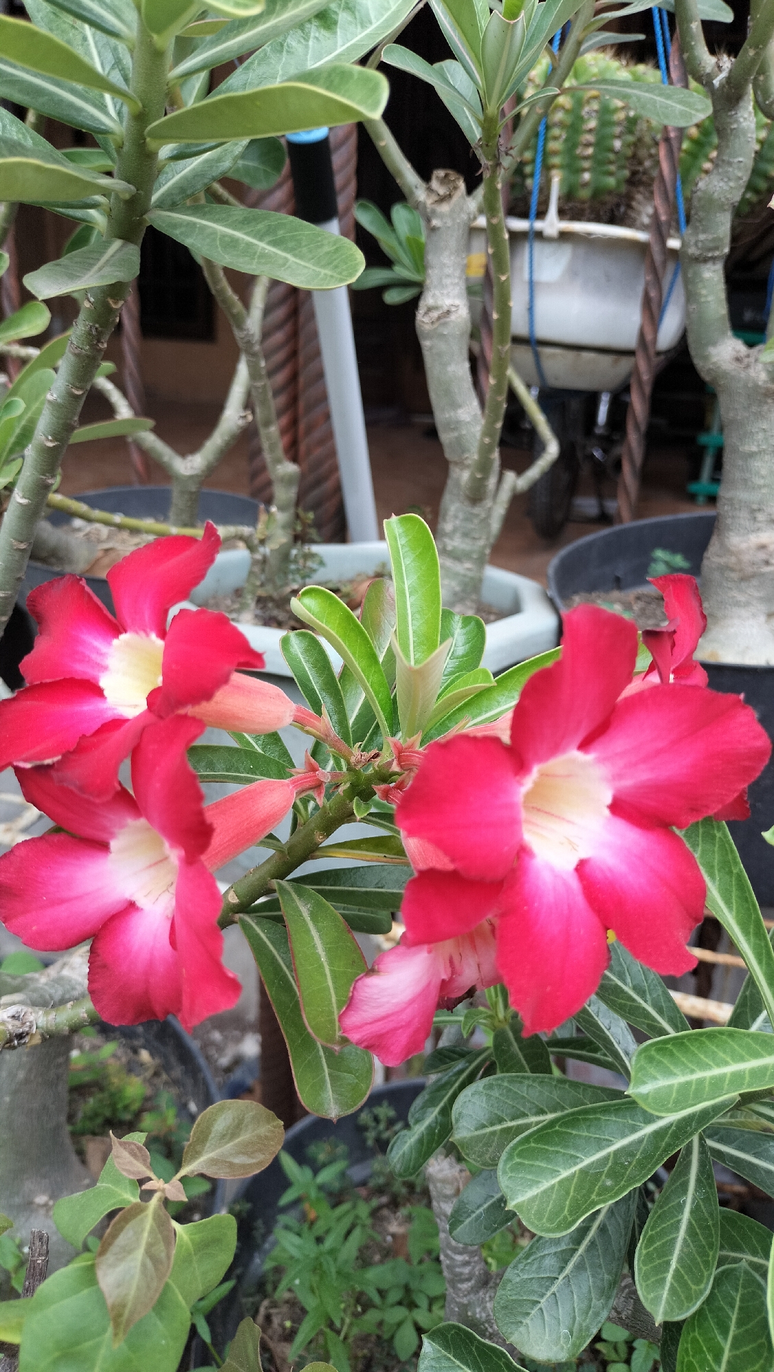 The image shows a close-up of several vibrant pink desert rose (Adenium obesum) flowers in bloom. The flowers have a gradient of color, with deep pink at the edges fading to white in the center. The petals are slightly ruffled. Green, lance-shaped leaves with prominent veins surround the flowers. The plant's stems are thick and somewhat woody, typical of desert roses.
In the background, other plants and pots are visible, suggesting an outdoor setting, likely a garden or nursery. One pot in the mid-ground contains a cactus with green spines. The overall environment appears to be somewhat cluttered with plants.
The image does not contain any people or specific actions being performed. The scene is static and focuses on the botanical details of the desert rose plants.
While the image depicts a plant commonly found in tropical and subtropical regions, including Indonesia, there is no specific visual information within the image that can definitively place it in Lhokseumawe, Indonesia. The scene is generic for a location where desert roses are cultivated.