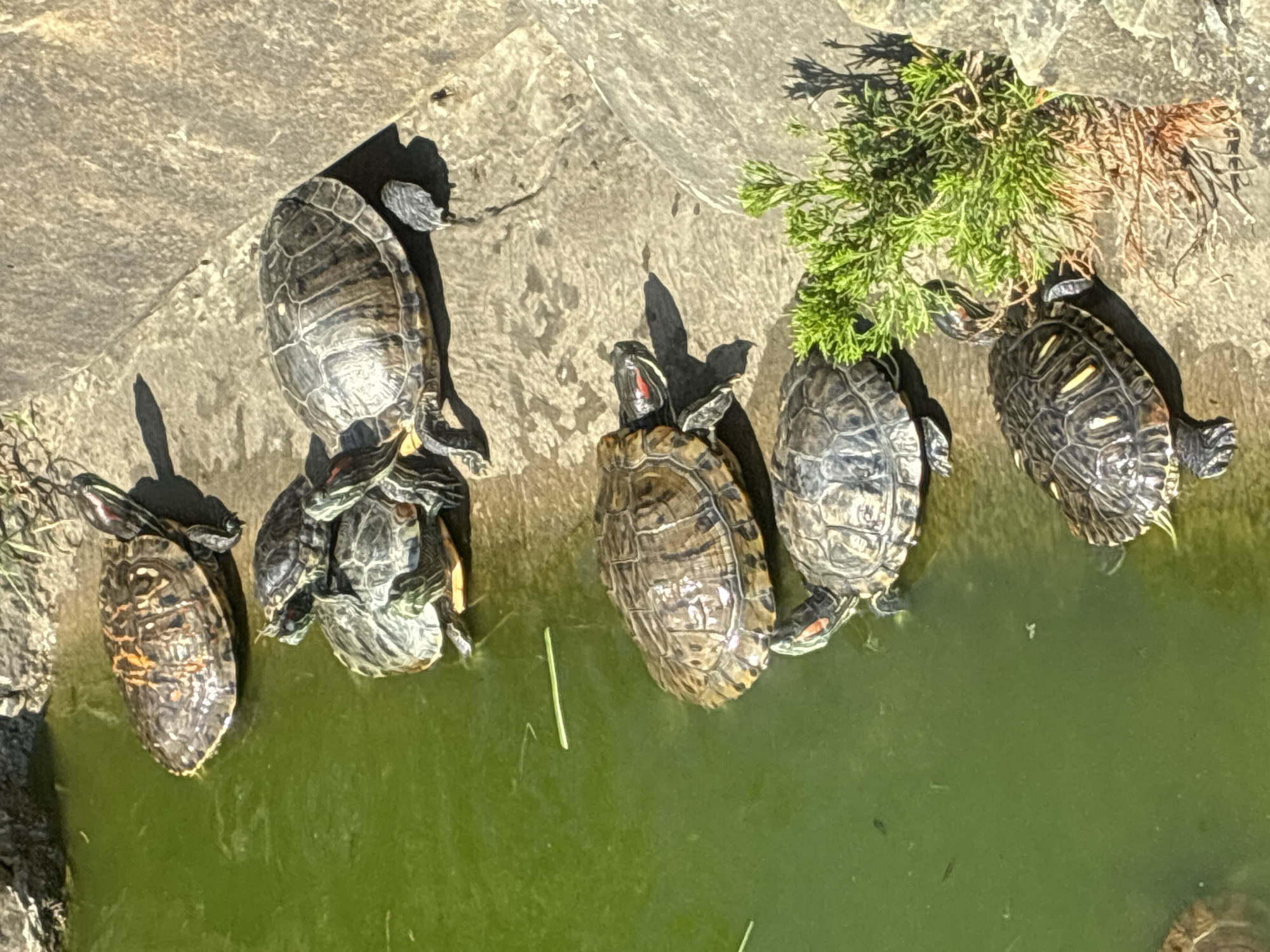 This media file captures a sunny outdoor scene featuring several red-eared slider turtles. The turtles are gathered on a rocky surface bordering a pool of green water. Some turtles are partially submerged in the water, while others are basking on the rocks. A small clump of green foliage is visible near the top right of the frame. The lighting suggests it is daytime, likely a clear and warm day, consistent with the location context of Sochi, Russia, known for its mild climate. There is no visible text in the image. The overall impression is one of a tranquil moment in nature, with the turtles enjoying the sun and water.