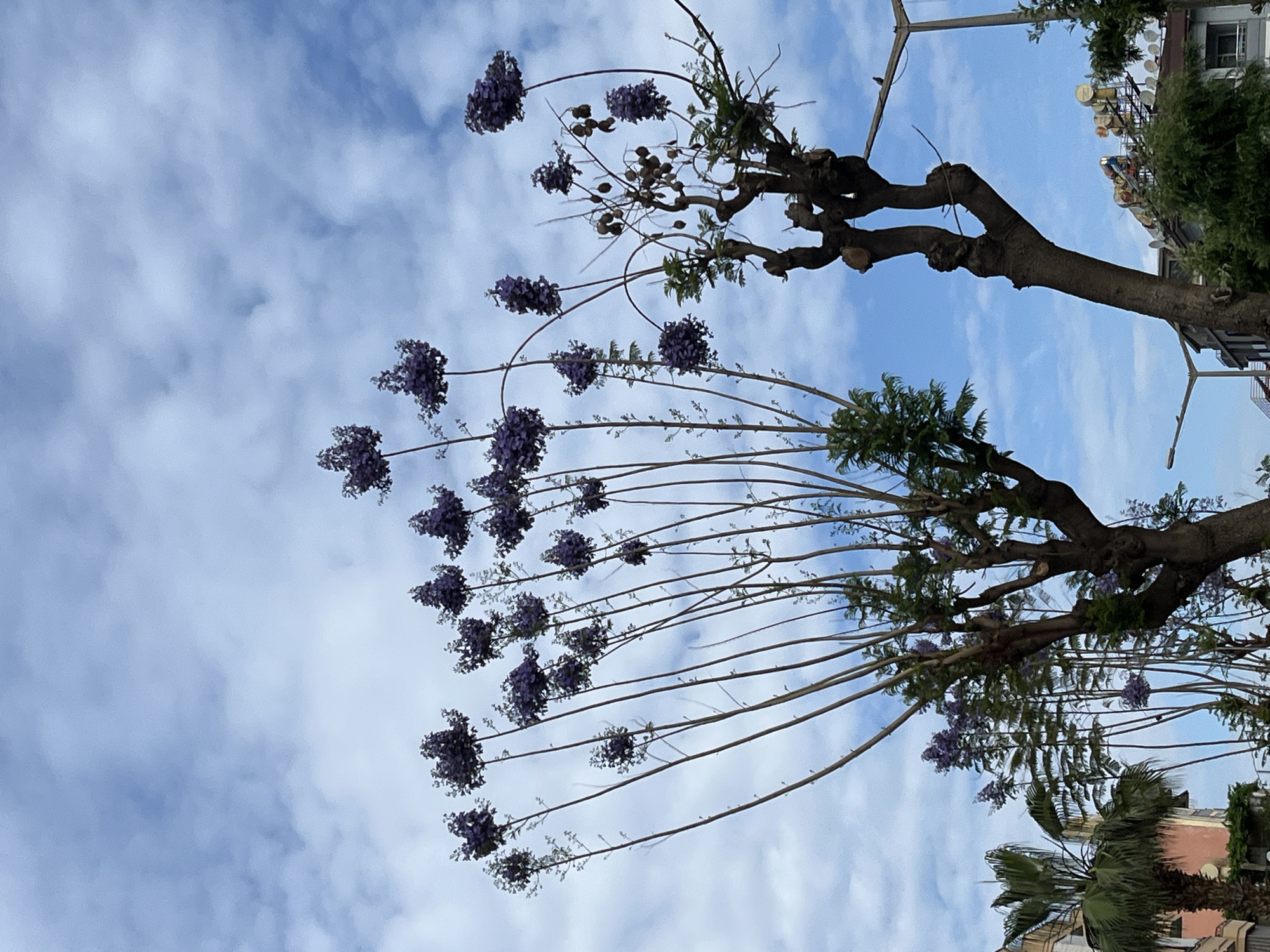 From a low angle, the image presents a clear blue sky with scattered white clouds, juxtaposed with trees displaying purple flowers, likely Jacaranda trees. The trees, with distinctive pruning marks on their branches, are situated in an urban environment, evidenced by buildings, lampposts, and a palm tree visible in the background. The location is Alanya, Turkey. There are no discernible people or interactions in the frame.