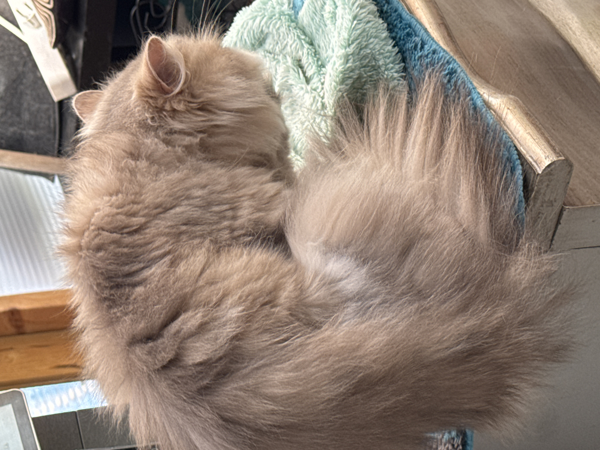 A long-haired beige cat is curled up, sleeping on two towels. The cat's head is tucked into its body, and its tail is wrapped around its torso. The towels are stacked, with a blue towel on the bottom and a light green towel on top. The cat is resting on a wooden surface, likely a table or a windowsill, with a blurred background that includes a window with blinds and some dark objects.