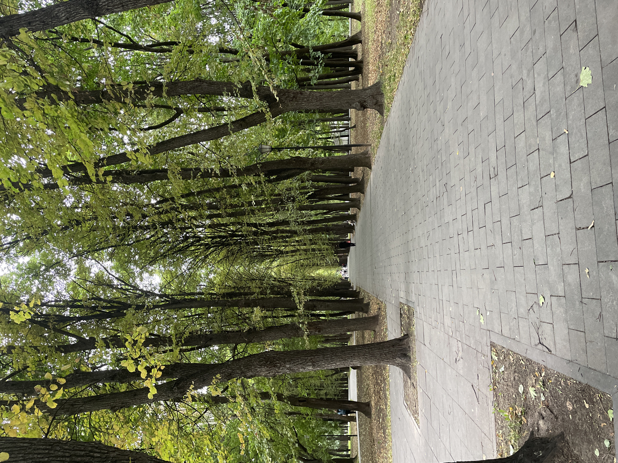 A paved park walkway with trees on both sides is shown in Moscow, Russia. The trees have green and yellow leaves, indicating it is autumn. Several people are walking on the path in the distance. The path is made of gray rectangular pavers. There are streetlights along the walkway. The weather appears overcast.
