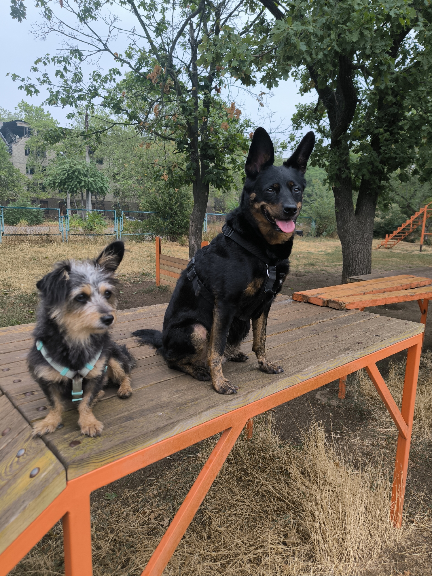 Two dogs, a larger black and tan breed with upright ears and a smaller scruffy terrier mix wearing a light blue harness, are sitting on wooden benches with orange metal frames. The benches appear to be part of an outdoor agility course or park. In the background, there are trees, dry grass, and a partially visible brick building with a damaged roof. The sky is overcast. The location is identified as a park in Mykolaiv, Ukraine, near a damaged building.