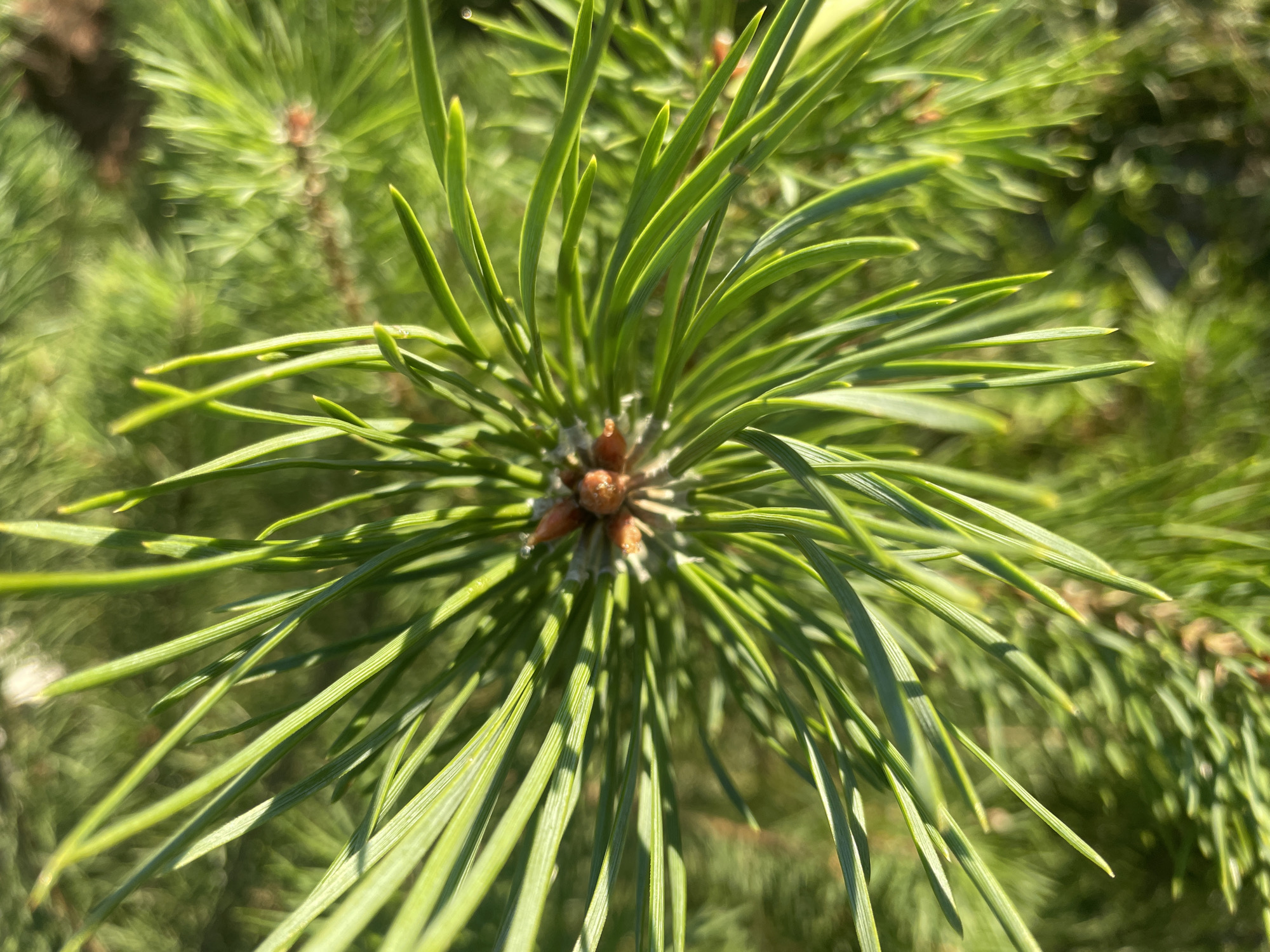 The image is a close-up, overhead shot of a pine branch with sharp, green needles radiating outwards from a central cluster of small, brown pine cones. The background is a soft, blurred expanse of green, suggesting more pine foliage or other vegetation, with sunlight creating highlights and shadows on the needles. The scene appears to be outdoors, in a natural setting. There is no indication of human presence or any urban environment; therefore, no specific location in the city of Торковичи, Russia can be determined from the image.