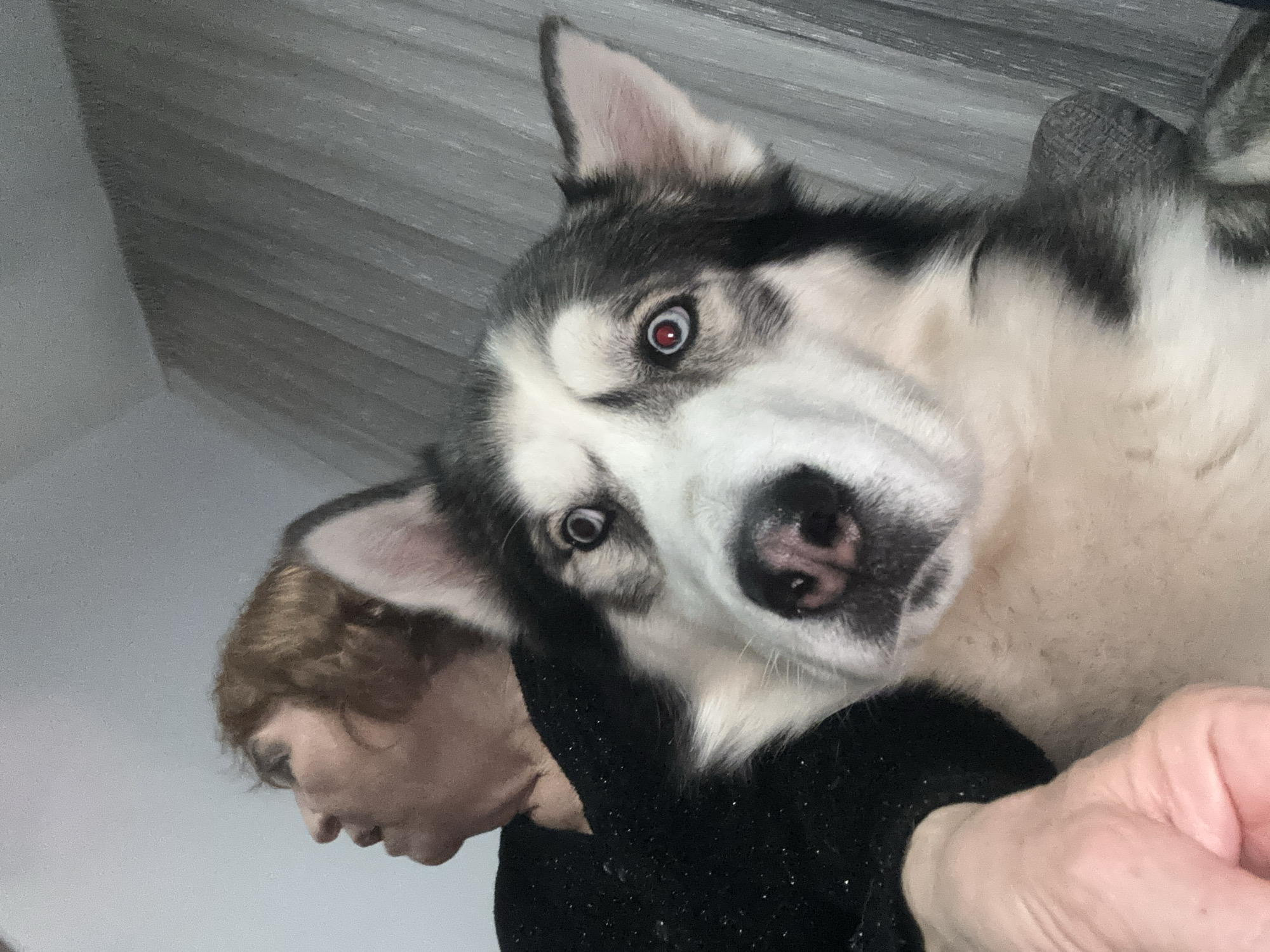 The image features a close-up of a husky-type dog with black and white fur. The dog has piercing eyes with red-eye effect. The dog is looking directly at the camera with a curious or questioning expression. A person with light skin and brown hair is visible in the lower-left corner of the frame. A hand with light skin is partially visible in the lower-right corner. The background appears to be a gray surface or wall. The location is not identifiable as Plovdiv, Bulgaria from the image alone.