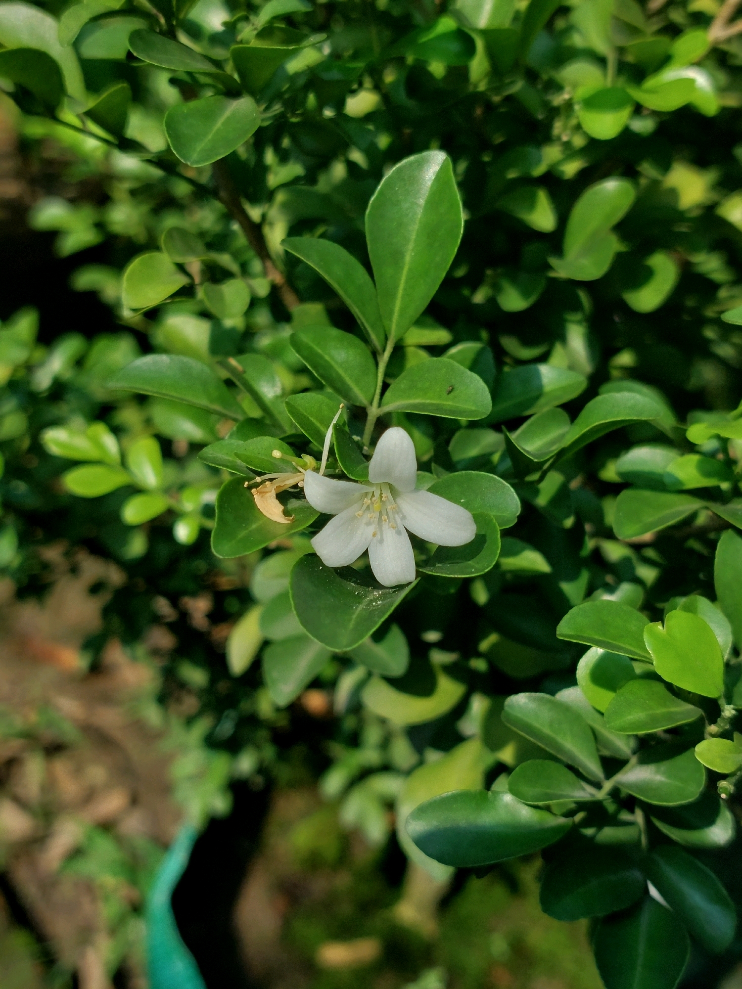 A single, white, five-petaled flower is in focus against a backdrop of lush green leaves. The flower has delicate stamens visible in its center. The leaves are small, oval-shaped, and tightly packed, creating a dense foliage. The lighting suggests it is daytime, with sunlight casting shadows on some of the leaves. The overall scene is one of natural beauty, likely captured in a garden or natural setting. The image does not contain any identifiable people, objects, or actions that would suggest a specific urban location within Tildanga, India, or anywhere else.
