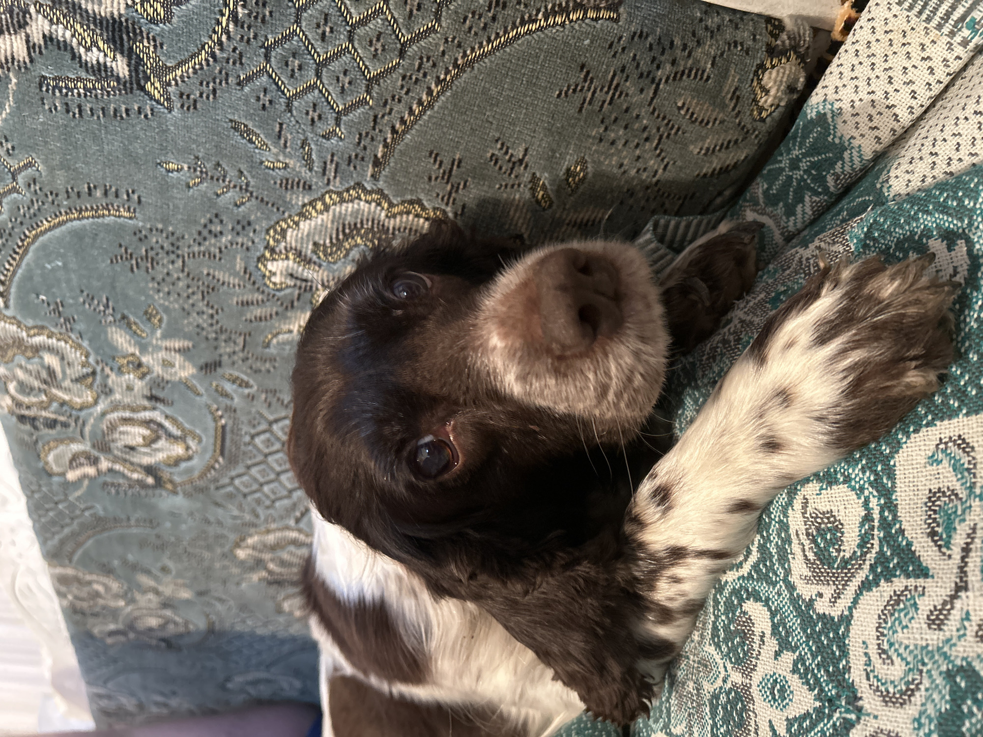 An intimate, close-up indoor shot features a brown and white mottled dog, likely a spaniel breed, relaxing on a patterned fabric surface. The dog's head is tilted slightly, with its dark, expressive eyes looking directly at the viewer. Its dark nose and part of its snout are prominently featured, very close to the camera, creating a sense of connection. One of its white and brown speckled paws is visible, resting on the fabric, suggesting the dog is lying down comfortably.
The dog's fur is a mix of rich dark brown and white patches, with fine speckles on the white areas, particularly on its paw. Its eyes show a reflection of light, and its nose appears moist.
The fabric beneath and around the dog is a tapestry-like material with intricate patterns. The primary pattern features teal/dark blue-green as a base color, adorned with elaborate floral or scroll-like motifs and geometric designs in gold, cream, and darker grey/black. Another section of the fabric visible on the right features a more geometric, possibly snowflake or starburst-like pattern in white and teal/dark blue-green. The overall impression is one of comfort and domesticity.
The scene appears to be set indoors, with no discernible cues for time of day or weather. The dog appears relaxed and curious, perhaps playfully engaging with the camera. There is no visible text in the image. The location context is Фоки, Russia.