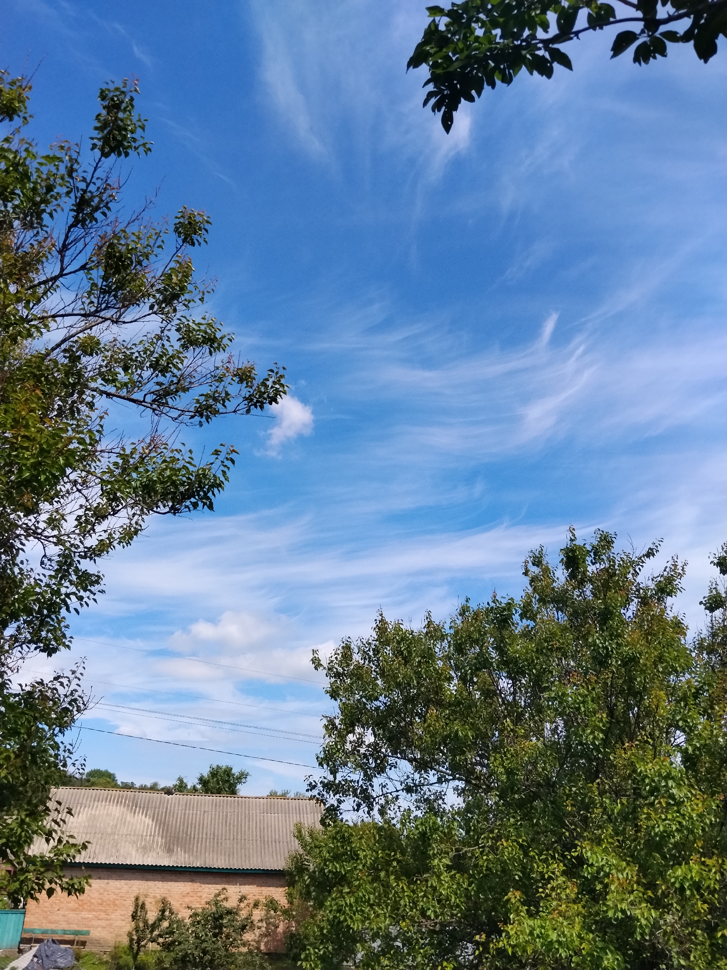 The image shows a view of the sky and some trees in Ustyvytsia, Ukraine. The sky is a bright blue with scattered white, wispy clouds. Two trees with green leaves frame the top and right sides of the image, with branches extending into the sky. In the foreground, the roof of a building is visible, appearing to be made of corrugated material. Below the roof, a brick wall can be seen. Some smaller trees and vegetation are present in front of the building. Utility lines are also visible in the sky above the building.