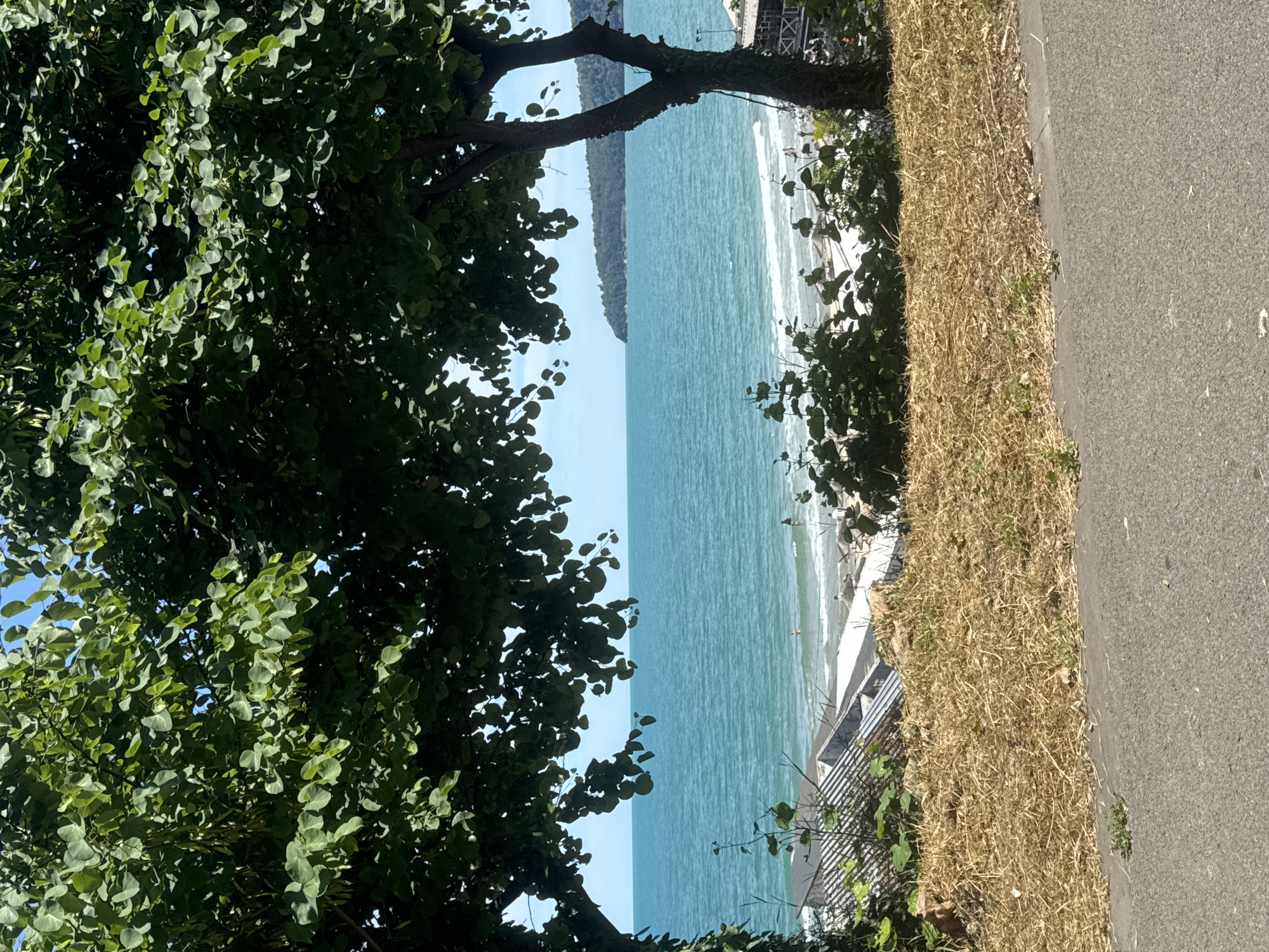This image depicts a view of the Black Sea from a slightly elevated position within the city of Varna, Bulgaria. The foreground features a section of asphalt road and a slope covered in dry, straw-like grass. Beyond this, a dense canopy of green leaves from two trees partially frames the scene, casting shadows and creating a sense of looking through a natural screen.
The middle ground reveals a beach area with scattered lounge chairs and umbrellas, some of which are white. Several white structures, possibly small buildings or changing rooms with sloped roofs, are visible on the beach. The turquoise waters of the Black Sea stretch out towards the horizon, with gentle waves lapping at the shore. A few distant figures are discernible on the beach and in the water, suggesting the presence of bathers.
In the background, a lush green peninsula juts out into the sea, creating a scenic backdrop. The sky is a clear, bright blue. The overall impression is a tranquil summer day at a seaside location in Varna.