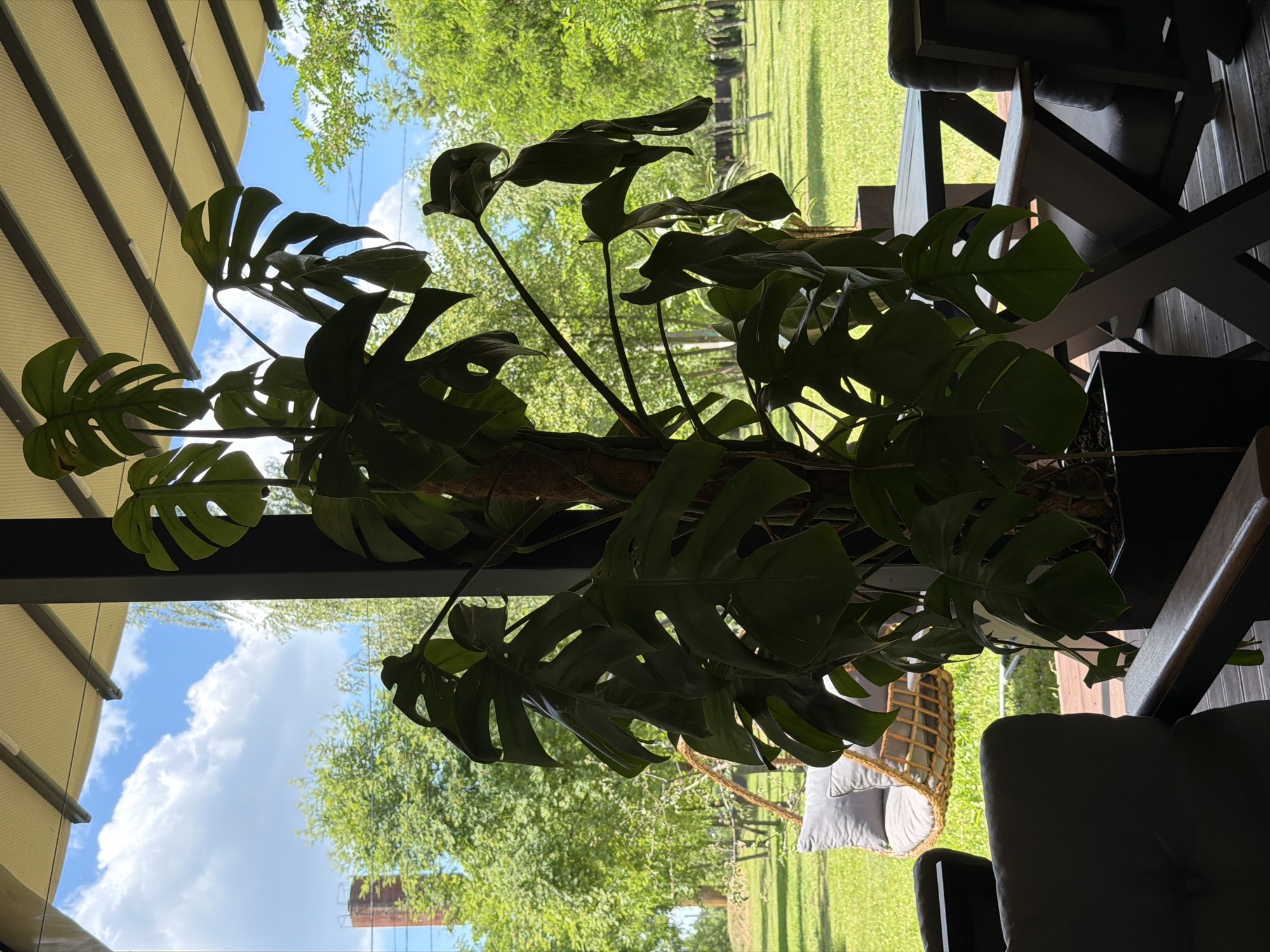 The image depicts an outdoor seating area on a wooden deck, likely a cafe or restaurant, in Revne, Ukraine. A large Monstera plant in a black rectangular planter is the central focus, positioned in the foreground. The plant's large, perforated leaves are silhouetted against a bright sky with scattered white clouds.
Beyond the plant, a lush green lawn stretches out, dotted with trees. In the middle ground, a hanging wicker chair with a grey cushion is suspended from a tree branch. Further back, glimpses of a red brick industrial chimney can be seen peeking through the trees on the left side of the frame.
In the immediate foreground and to the right, parts of dark-colored outdoor chairs and a table with a dark wood finish are visible, suggesting a seating arrangement. The scene is illuminated by natural daylight, casting shadows from the plants and furniture.