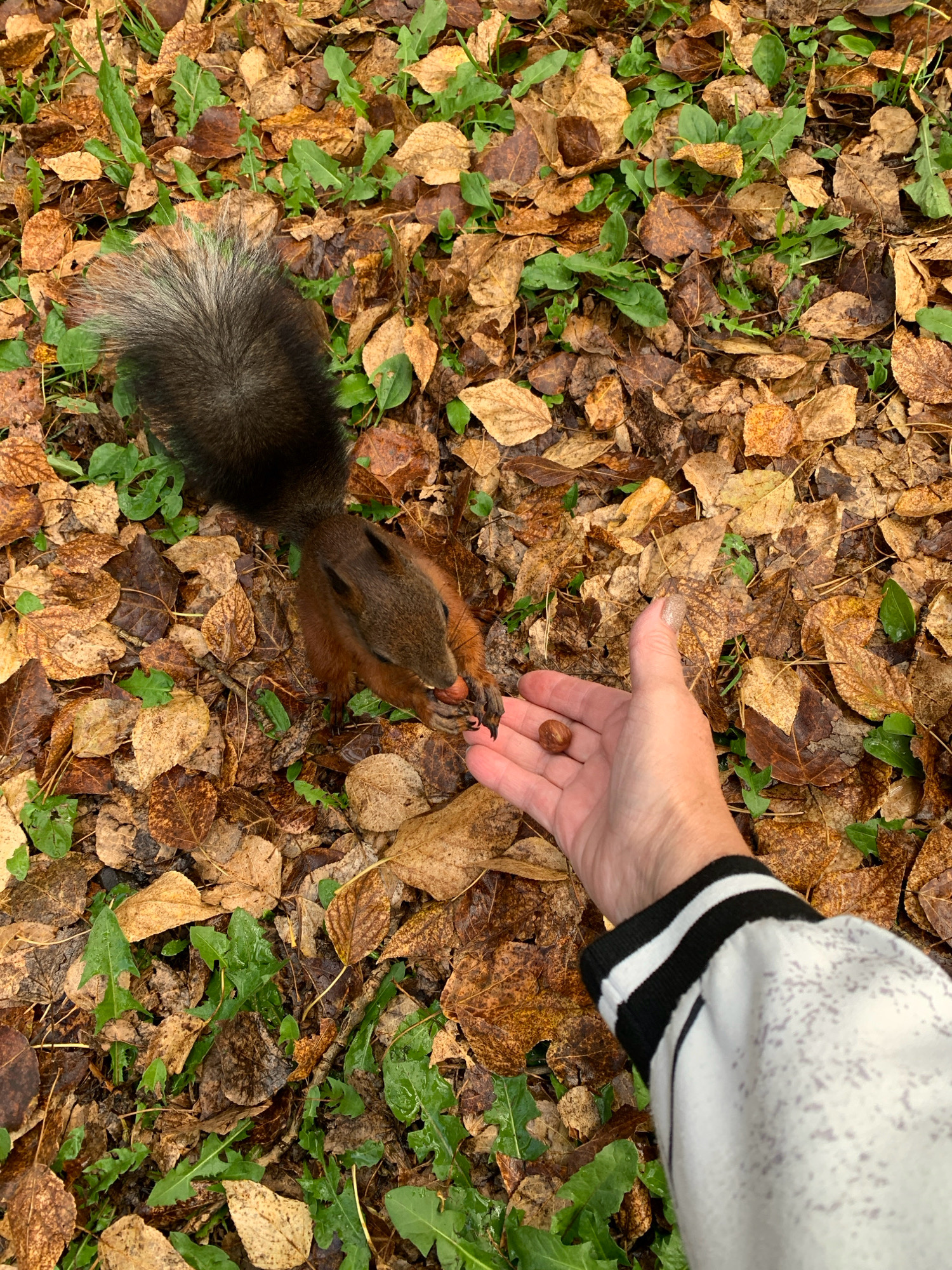 An overhead shot captures a squirrel in a forest on the ground, surrounded by fallen leaves and green vegetation. The squirrel is reaching out with its paws to take a nut from a person's outstretched hand. The person's arm and sleeve are visible in the lower right portion of the frame. The image has a natural, outdoor feel, suggesting a moment of interaction between a human and wildlife in a park or forest environment.