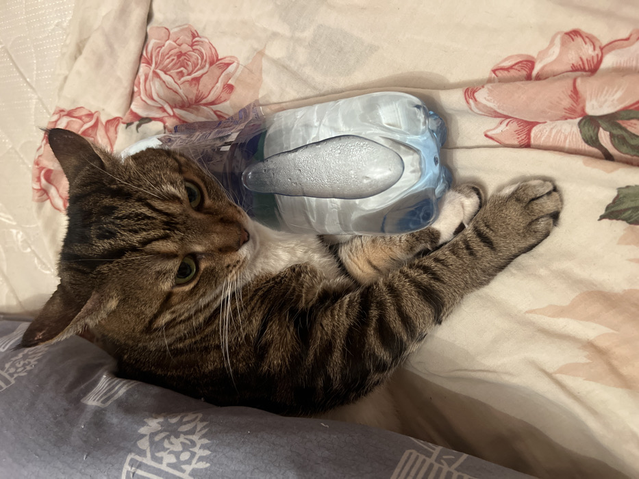 A tabby cat rests on a bed with floral-patterned sheets. The cat is positioned on its side, clutching a packaged item, likely a container of sanitizing wipes, close to its chest. The cat's gaze is directed towards the viewer. The cat has a white chest and tabby striped fur. The wipes packaging is blue and white with a raised oval area. The bedsheets have a floral design of roses in hues of pink and white.