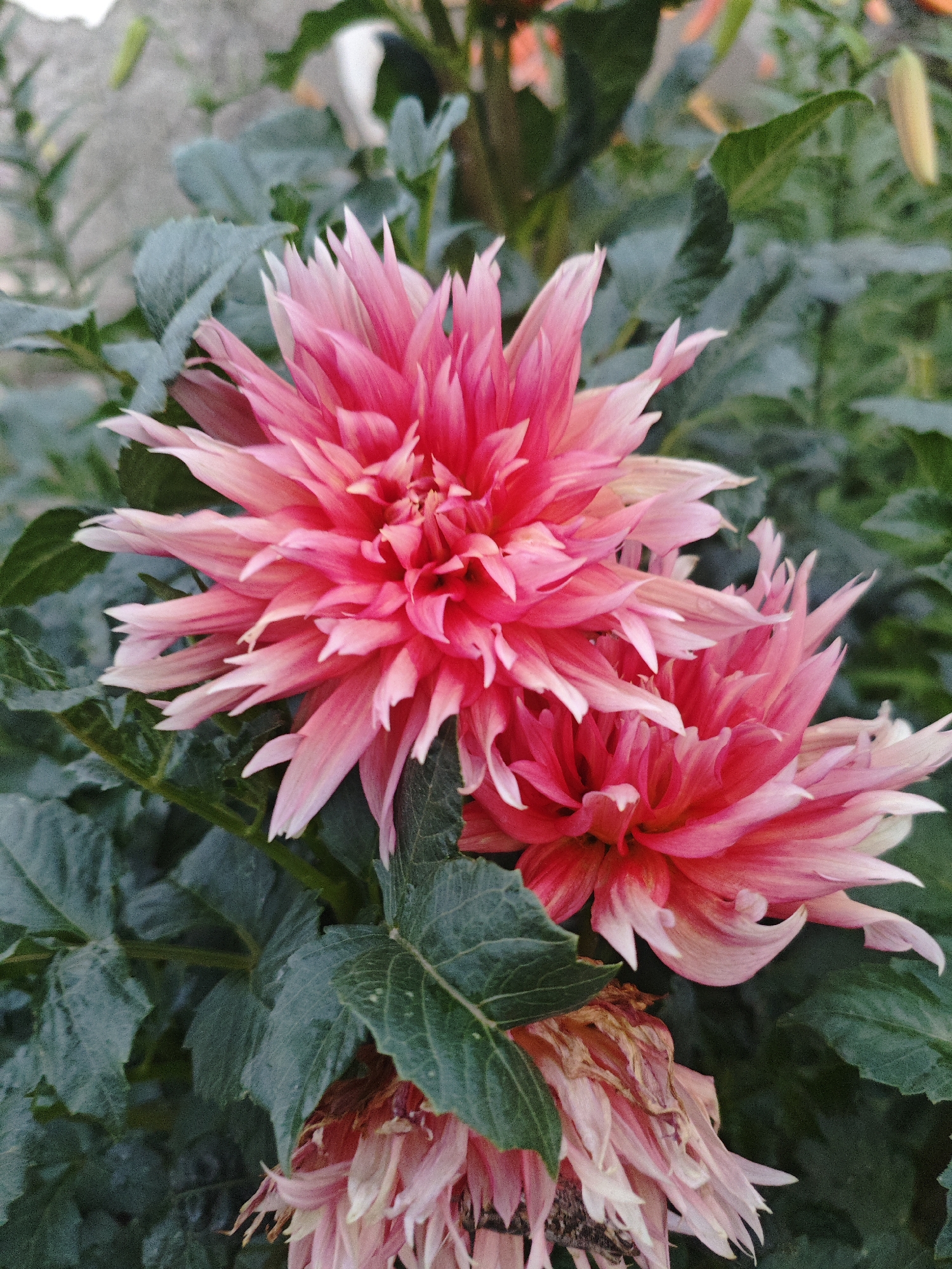 This media file is a close-up, vertical, outdoor photograph of two vibrant pink dahlias in bloom. The flowers are the primary subjects, with their delicate, pointed petals radiating outwards. The larger dahlia is in the foreground, slightly to the left, showcasing a rich gradient of pink, deepening to a darker hue at its center, with the tips of its petals fading to white. Behind it, and slightly lower, is a second dahlia, also pink, with some of its petals appearing more delicate and possibly past their prime. The background consists of lush, dark green foliage, likely the leaves of the dahlia plant, which provide a strong contrast to the bright pink of the flowers. The lighting suggests it might be overcast or late afternoon, as there are no harsh shadows and the light is diffused. The overall mood is serene and natural, highlighting the beauty of the flowers. The photograph appears to be taken in a garden or natural setting, given the focus on the plants and their environment. There is no visible text in the image. The location context of Shuy, Kazakhstan, implies a temperate climate where such flowers would thrive.