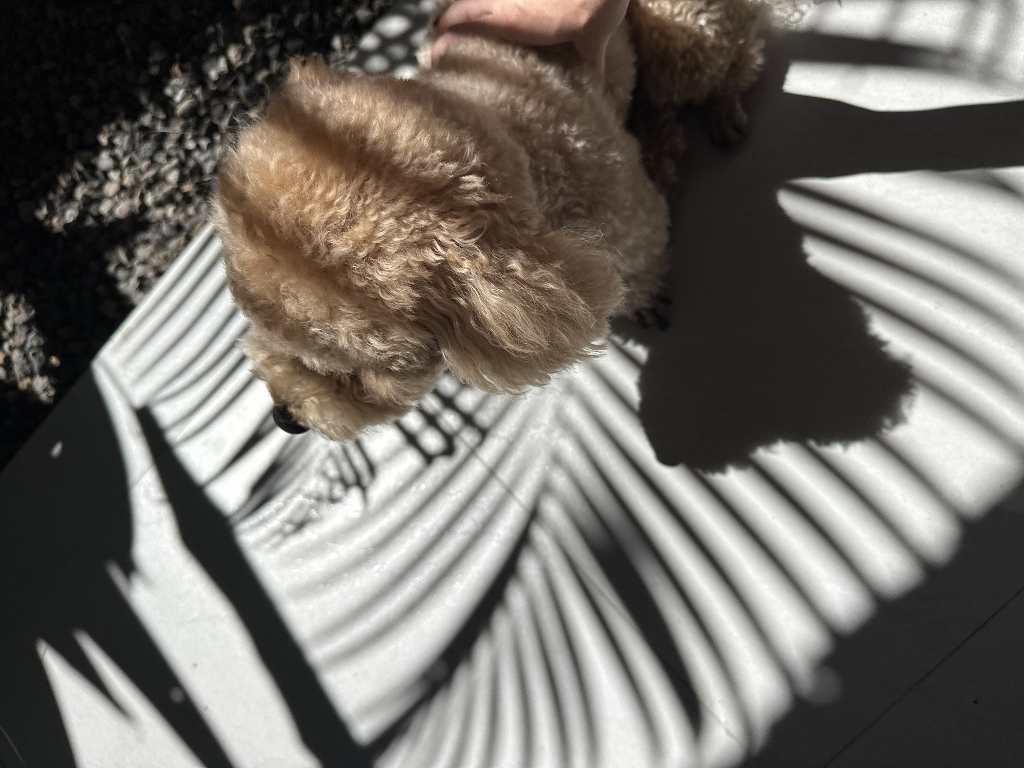 A medium-sized, light brown poodle stands on a white surface in North Kuta, Indonesia. The dog is partly in shadow cast by what appears to be a plant. A person's hand is partially visible near the dog's back. The poodle is near a grey aggregate surface.