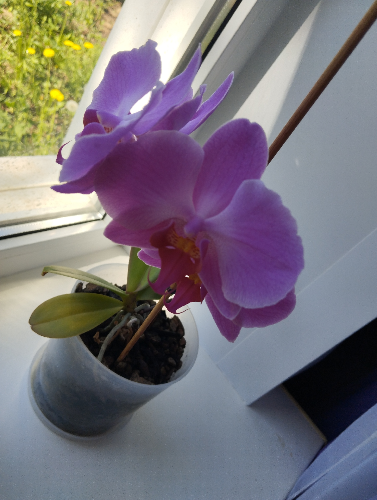 A potted orchid with light purple blooms and a brown stem is positioned on a white windowsill. The potting medium is dark brown and granular. The pot itself is transparent and has a gray or foggy appearance. Two yellow-tinged green leaves are visible at the base of the plant. Outside the window, blurred greenery and several small yellow flowers are visible, suggesting a grassy area or garden. The windowsill appears to be clean and well-lit. The image appears to have been taken indoors and from a close vantage point, emphasizing the orchid's detail. The city of Krasnogorskoye, Russia, is not mentioned in the image and is not possible to determine.