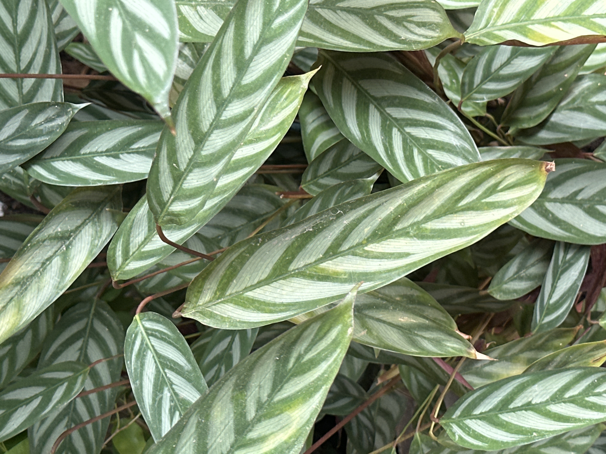 The image shows a close-up view of a cluster of Ctenanthe setosa 'Grey Star' plants. The leaves are elongated and lance-shaped, with a distinctive pattern of alternating light green and dark green stripes running diagonally across the surface. The foliage is dense, with leaves overlapping and obscuring the stems beneath. The lighting appears soft and diffuse. The scene lacks any indication of location in the city of Slavyani, Bulgaria, and does not contain any people, actions, or interactions.