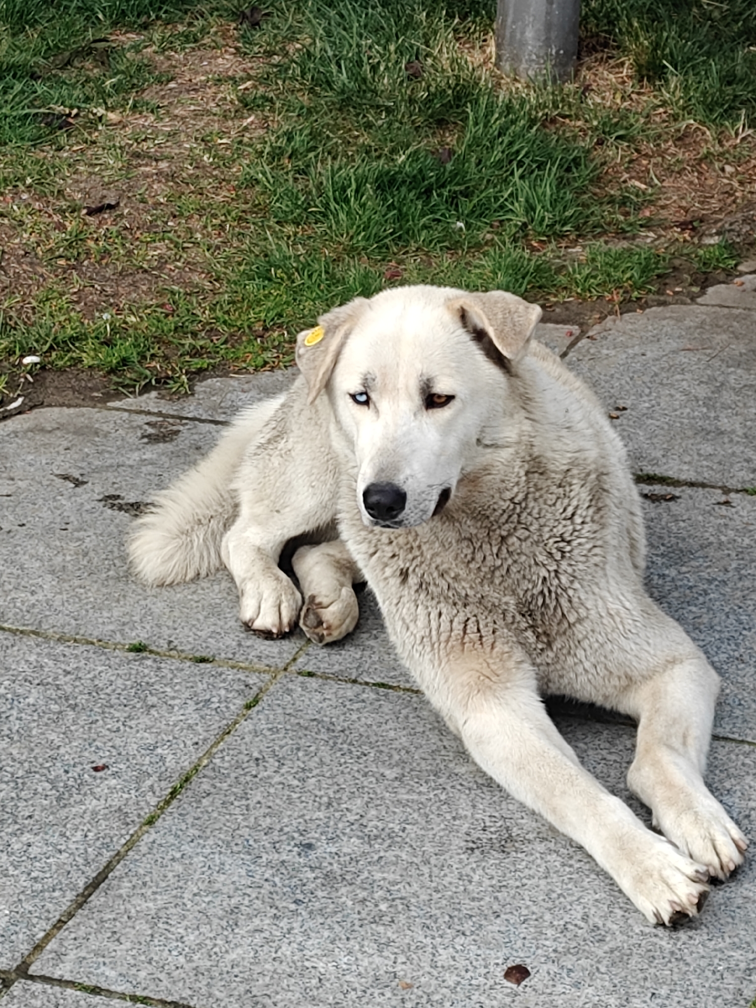 A large, light-colored dog with thick, off-white fur is depicted lying calmly on a paved surface, likely concrete or stone tiles, in an outdoor setting. The dog is positioned with its front paws stretched out and its head turned slightly to its right, looking downwards. A distinctive feature of the dog is its heterochromia; its left eye appears light blue or grey, while its right eye is brown. A small, round, yellow tag is visible in the dog's left ear, typically indicating that it is a neutered, vaccinated, and registered street animal, common in cities like Tbilisi, Georgia.
The paved area shows visible seams between the tiles, with some small patches of grass and dirt growing in the cracks. To the left and in the upper background, there is a vibrant patch of green grass and dirt, suggesting a grassy area adjacent to the paved path. A dark grey vertical pole is partially visible in the upper right background, emerging from the grassy area. Small brown leaves or debris are scattered on the ground.
The scene takes place during the daytime, under natural light, indicating a mild or possibly overcast day given the lack of harsh shadows. The dog appears relaxed and at ease, resting in a public space. There is no visible text in the image.