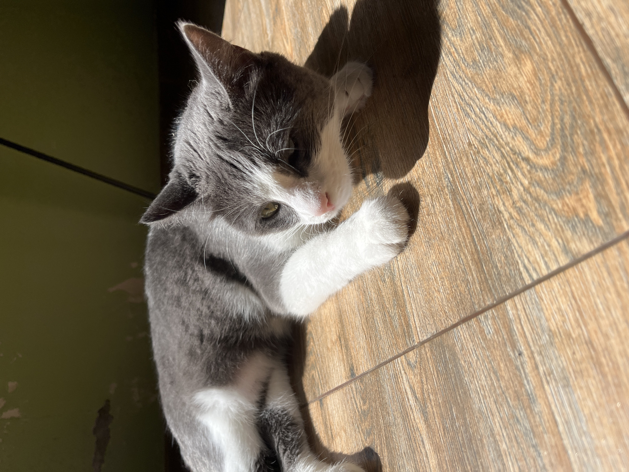 The image shows a grey and white cat lying on a wooden floor. The cat is facing to the right, with its head resting on its paws. Sunlight is shining on the cat, casting a shadow. The background is a dark green wall. The scene is likely indoors, in a residential setting. There is no indication of the location being in Ureki, Georgia, or any other specific city.