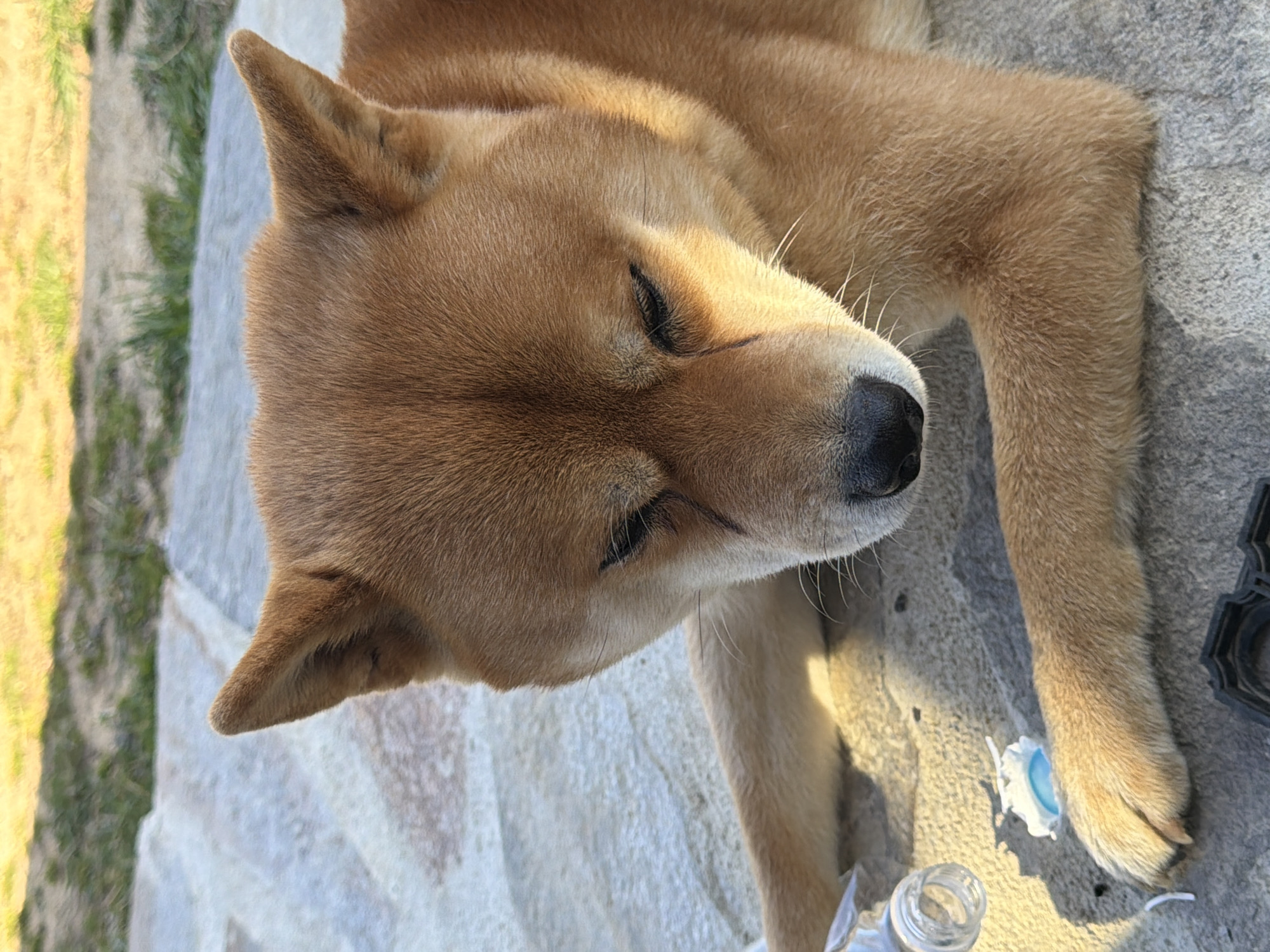 A reddish-brown Shiba Inu-type dog is observed lying on a light gray, irregularly paved stone or concrete surface in Priseltsi, Bulgaria. The dog's head is lowered with eyes closed, and its pointed ears are erect. Two short, dark, vertical linear marks are visible on the bridge of its nose between the eyes. Its forelegs are bent and rest on the paved ground. To the left of the dog's left paw, a small, clear plastic bottle lies open on its side. Adjacent to the bottle is a crushed white object revealing a light blue interior. A dark, irregularly shaped object is partially visible at the bottom center. The background features blurred green grass and earth, illuminated by direct sunlight, indicating an outdoor setting.