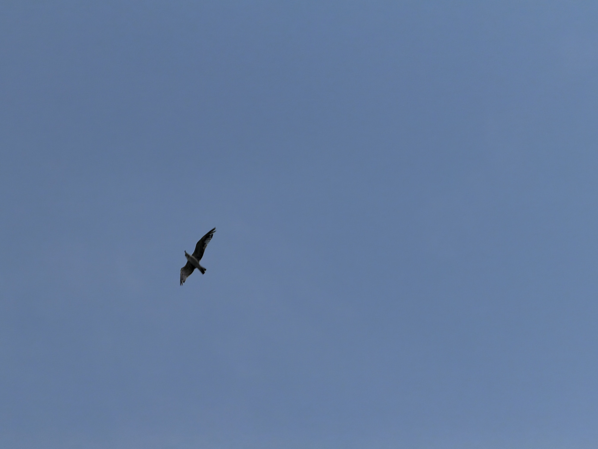 A single seagull is captured in mid-flight against a clear blue sky. The bird is silhouetted, with its wings outstretched in a typical flying pose. The background is a uniform expanse of sky, with no clouds or other distractions. The image appears to have been taken from a low angle, looking up at the bird. There are no indications of any specific urban location, let alone Astana, Kazakhstan.