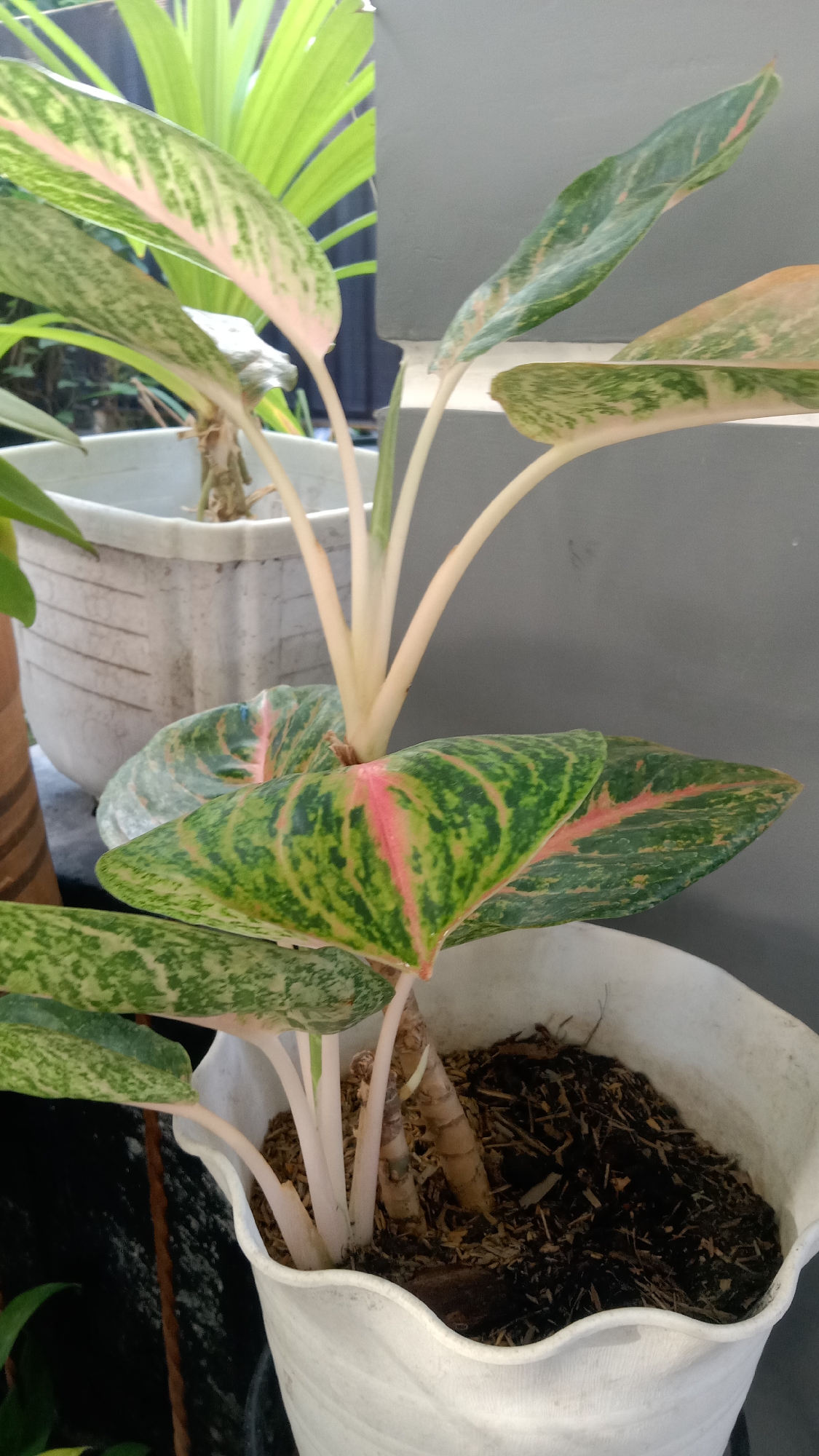 A potted Aglaonema plant with variegated leaves, featuring shades of green, pink, and cream, sits on a balcony in Kediri City, Indonesia. The plant's stems are a pale ivory color, and its leaves display intricate patterns of variegation. The plant is housed in a white plastic pot filled with dark soil and mulch. In the background, a grey wall and a large green palm frond are visible, suggesting an outdoor setting. The lighting indicates it's daytime.