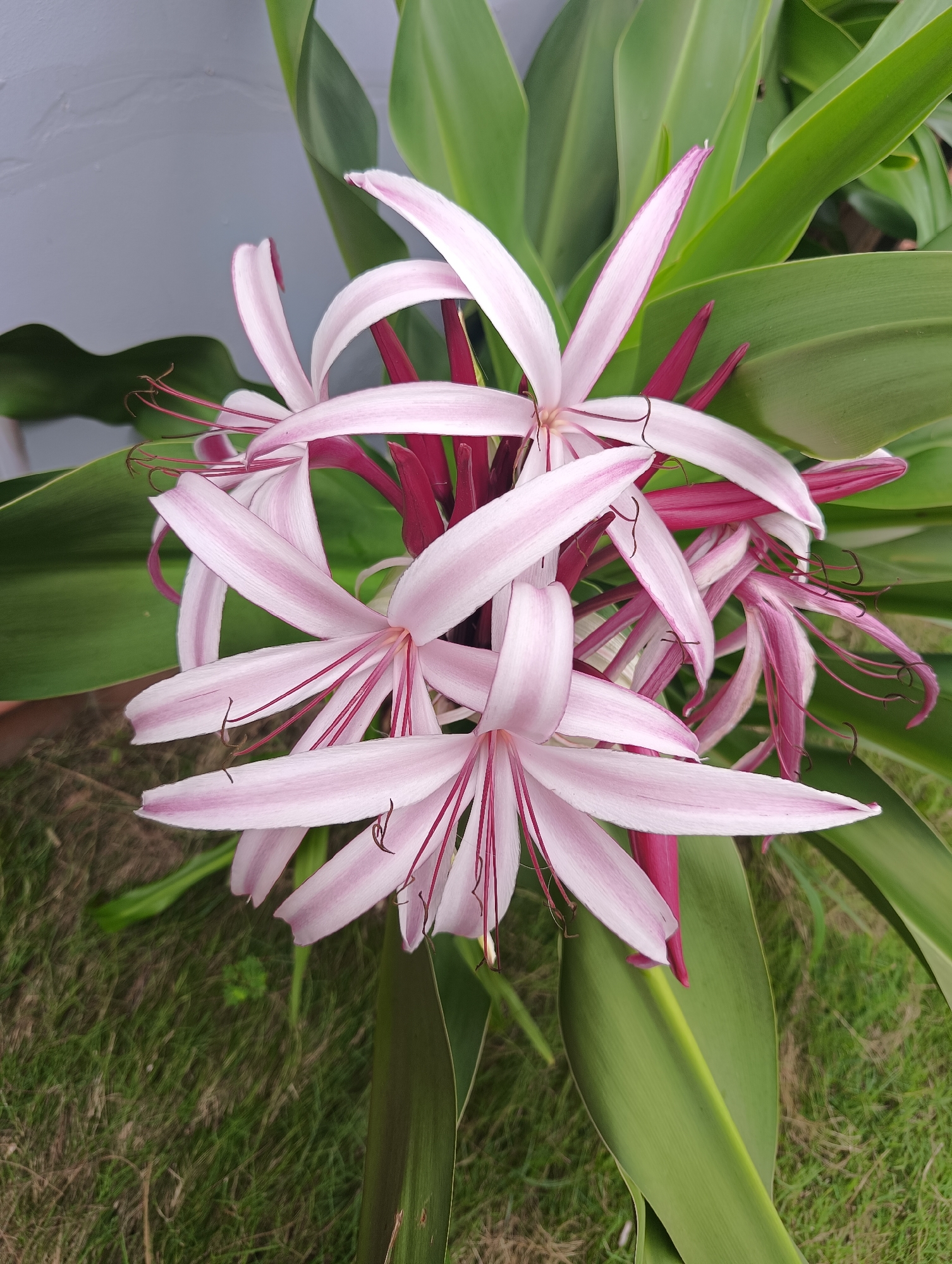 A close-up, top-down shot focuses on a cluster of vibrant pink and white flowers with long, slender petals and dark red stamens. The flowers are surrounded by lush, green leaves. The background consists of a grey wall on the left and a patch of green grass on the bottom. The image appears to be taken outdoors in Phu Thuy Ward, Vietnam.