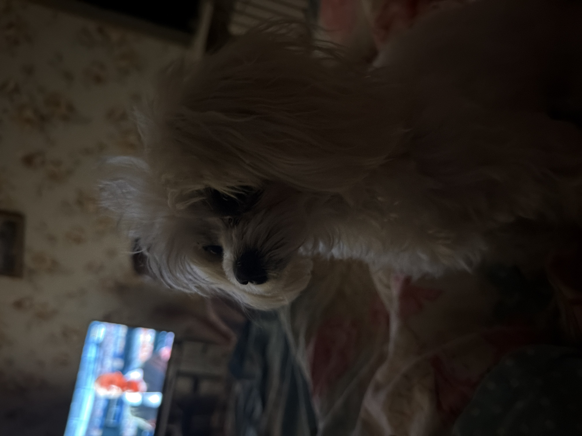 A small, fluffy white dog sits on a bed in a dimly lit room. The dog is looking towards the left of the frame. In the background, a television screen displays a bright, colorful image of a person. The bed is covered with blankets and pillows. The walls are decorated with a floral wallpaper. The scene appears to be an indoor residential setting.