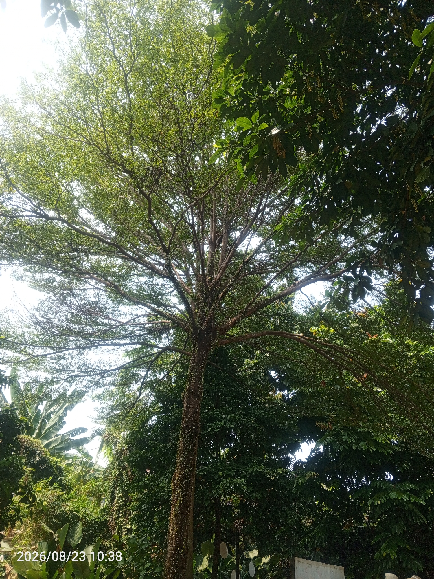 The image depicts a lush green environment, likely a park or garden, with a large tree dominating the frame. The tree's branches spread widely, covered in small green leaves, with the bright sky visible through the foliage. The trunk of the tree is textured, appearing to be covered in moss or small vines. In the background, a dense arrangement of various green plants and trees, including what appears to be banana leaves, creates a vibrant, jungle-like atmosphere. The lower right corner of the image shows a portion of a white object, possibly a wall or sign, and the bottom left corner displays a timestamp: "2026/08/23 10:38". The scene is devoid of any people or animals, suggesting a natural, serene setting. The presence of abundant vegetation points to a humid, tropical climate, consistent with Depok, Indonesia.