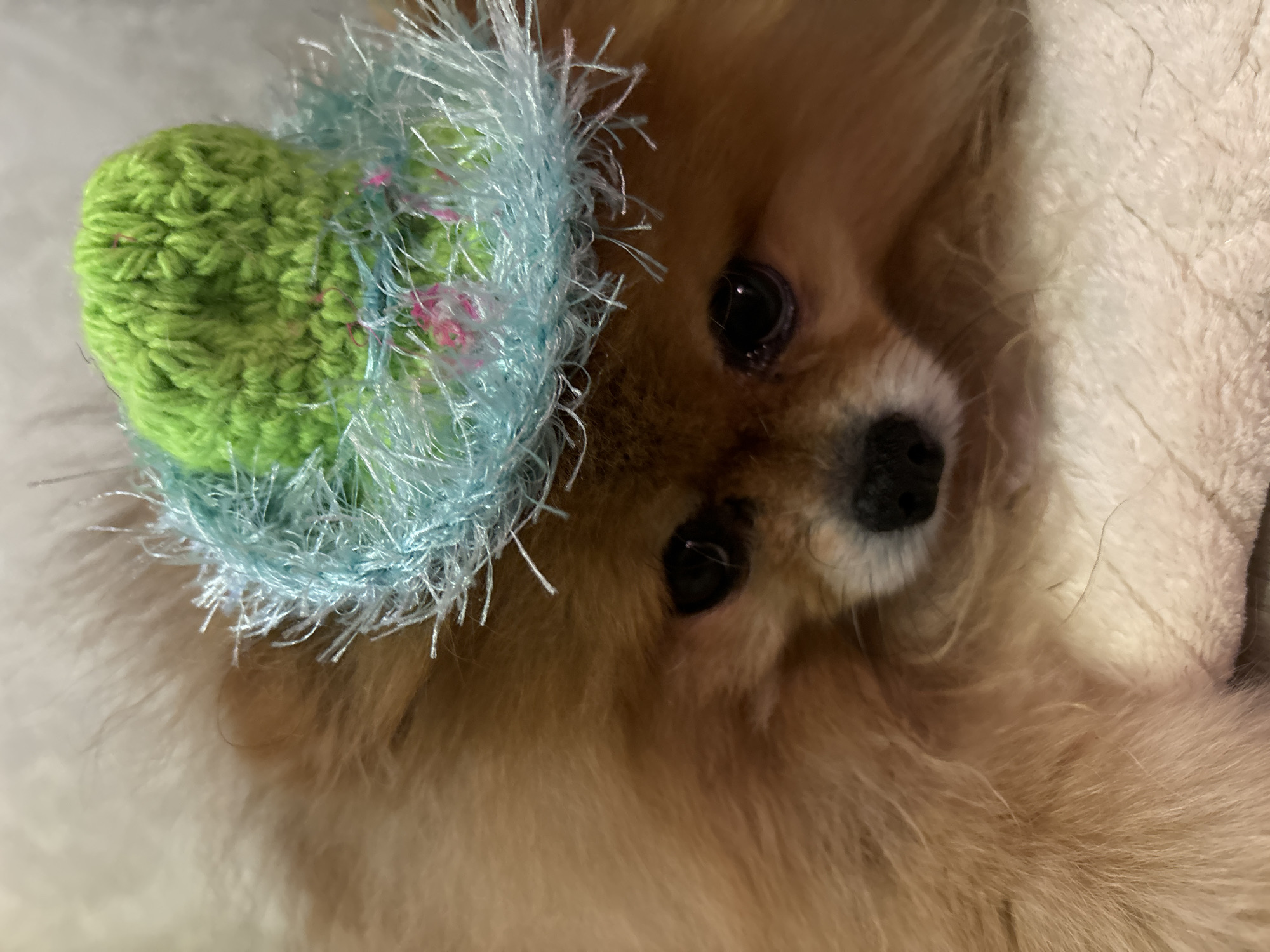 The image shows a close-up of a small, fluffy dog, likely a Pomeranian, with predominantly light brown and orange fur. The dog is lying down, looking directly towards the viewer with large, dark eyes. It has a black nose and some white fur around its muzzle.
A small, decorative hat is perched on the dog's head. The hat consists of a bright, lime green, crocheted base, topped with a voluminous, light blue, fluffy trim, possibly made from eyelash yarn. Hints of pink threads are visible within the blue trim.
The dog appears to be resting on a soft, light-colored surface, possibly a fluffy blanket, bed, or cushion, which is visible in the background and around its body. The setting appears to be indoors. The dog's expression is calm and endearing.
No specific activities or events are taking place other than the dog resting and wearing the hat. There are no visible location cues to suggest Chaikovsky, Russia, and no discernible time of day or weather details. No text is visible in the image.