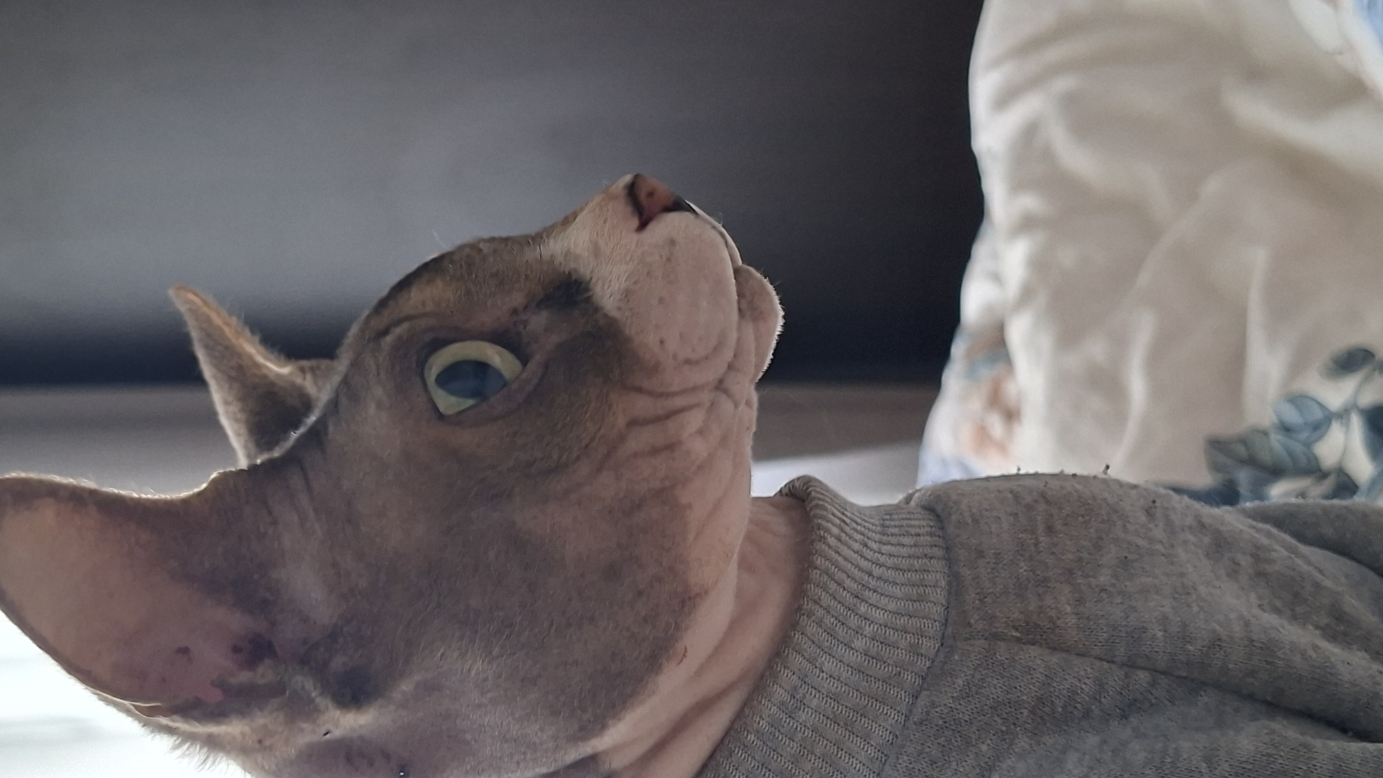 A close-up, profile view captures the head and upper body of a hairless cat wearing a gray sweater. The cat's skin is a mottled gray and pink, with visible wrinkles on its face and neck. Its large, green eyes are focused intently to the right. The cat's ears are prominent, with the left ear slightly larger and more erect than the right. The background consists of a blurred bed with white and floral patterned bedding, and a dark wall. The image's lighting suggests an indoor setting. This image is not located in the city of Myadzyel, Belarus.