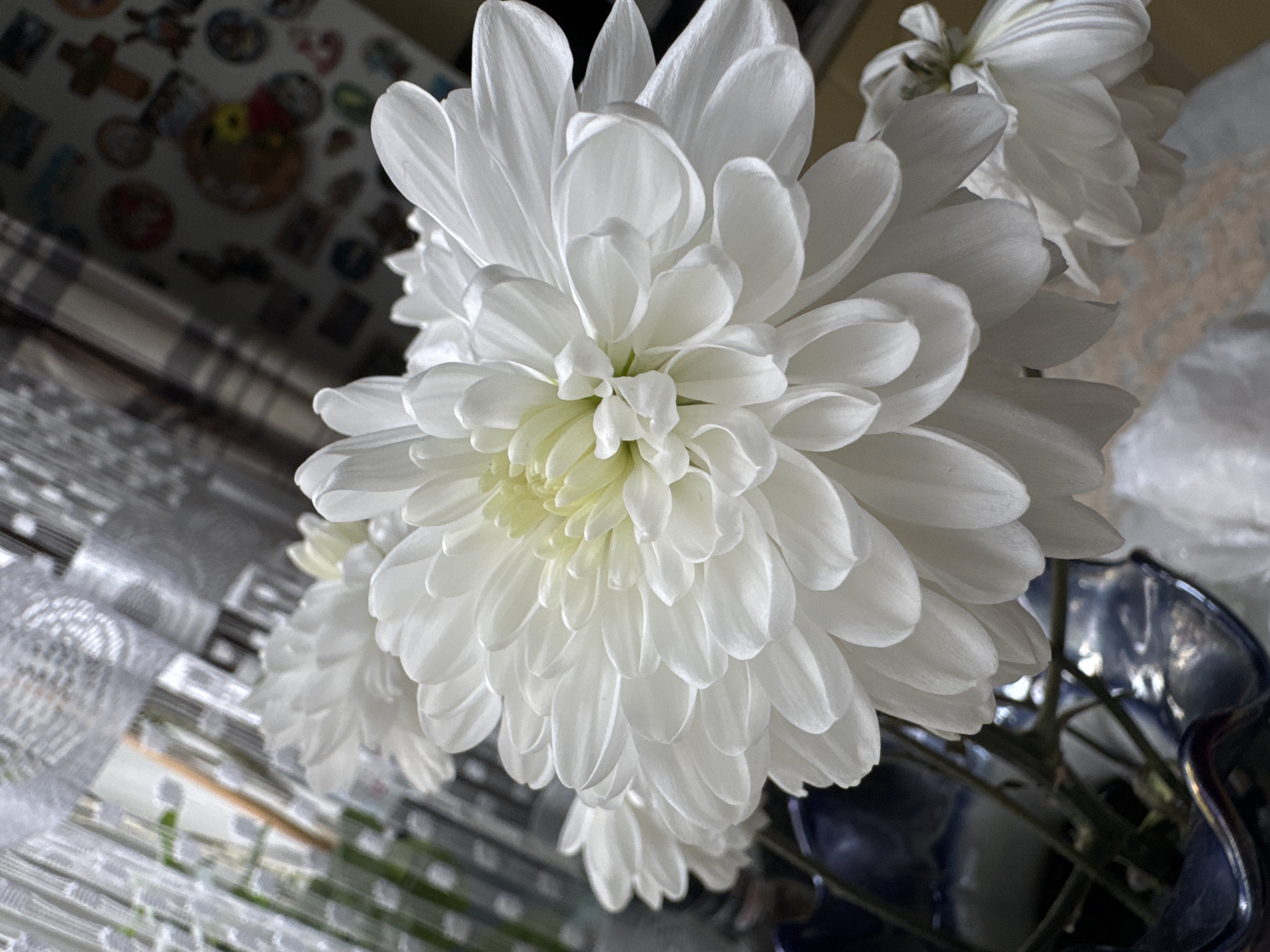 The image captures a close-up, slightly downward-angled view of a large, white chrysanthemum flower, positioned centrally and dominating the foreground. The flower displays numerous layered petals, with its inner core revealing a subtle yellowish-green tint. Other white flowers, likely more chrysanthemums, are visible in the soft-focus background, suggesting a bouquet.
The flowers are held in a dark blue or purple vase, a portion of which is visible on the right side of the frame, showing the stems within. The background on the left features a patterned surface with light and dark stripes, possibly a tablecloth or placemat. Behind this, a darker, blurred area shows an array of small, colorful shapes, which appear to be stickers or decorative elements on a wall or object. The background on the right consists of blurred, lighter-toned surfaces.
The scene depicts an indoor setting, likely a domestic space like a home, with natural daylight illuminating the flowers. No specific activity or event is taking place, as it is a static still-life composition. No text is visible in the image. This photograph was taken in Izhevsk, Russia.