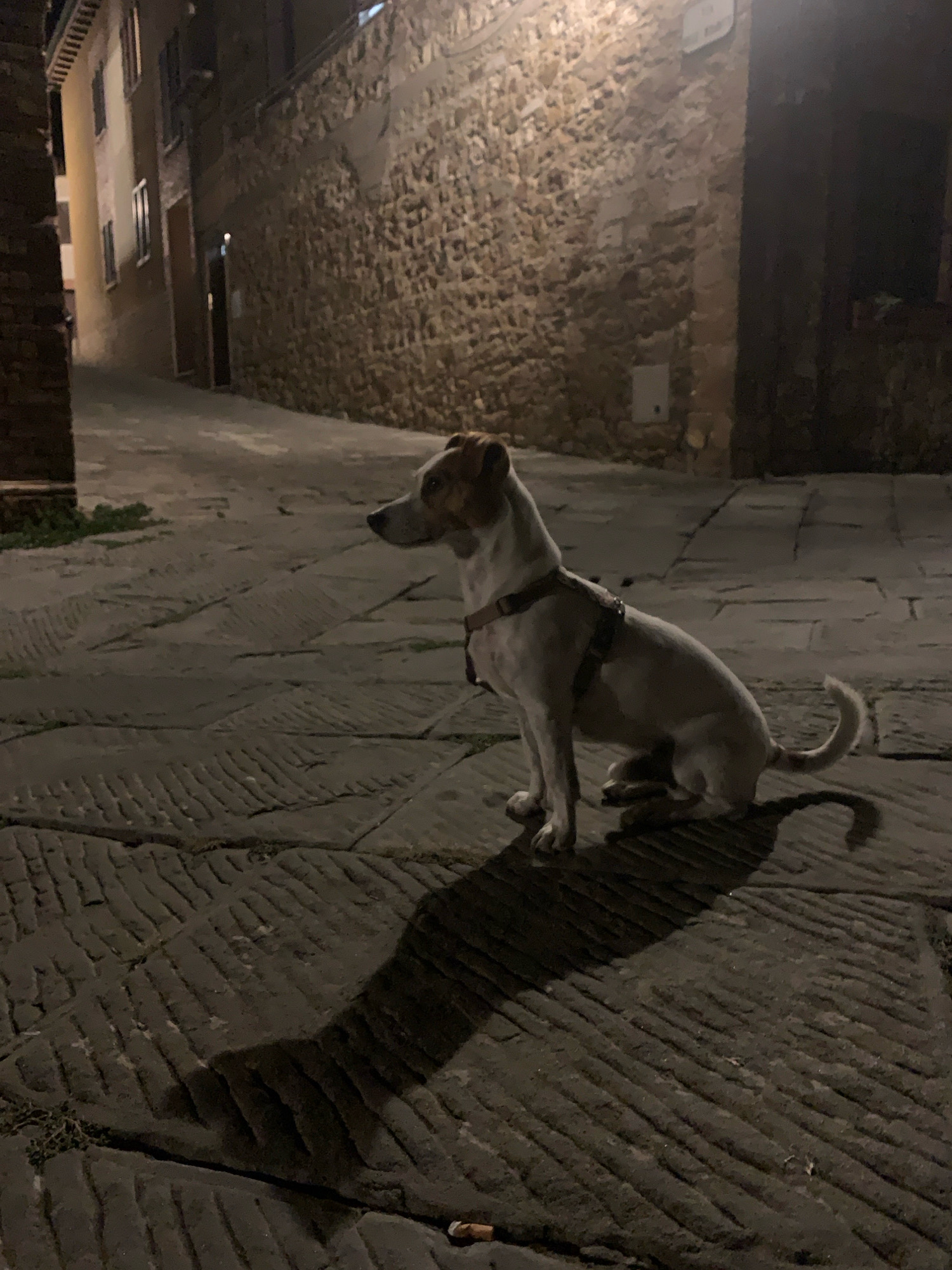 A Jack Russell Terrier is sitting on a stone-paved street at night in San Quirico d'Orcia, Italy. The dog is facing left, with its head turned slightly towards the left. It is wearing a harness. The street is lit by artificial light, casting a long shadow of the dog onto the pavement. In the background, there is a stone wall and the side of a building. The scene is dimly lit, creating a moody atmosphere.