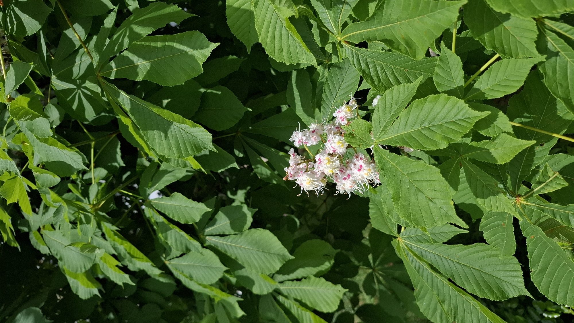 The image shows a close-up of a Horse Chestnut tree (Aesculus hippocastanum) in bloom. The large, palmate leaves are a vibrant green color and densely fill the frame. In the center of the image, a cluster of white flowers with pink and yellow markings is visible. The location is unspecified.
