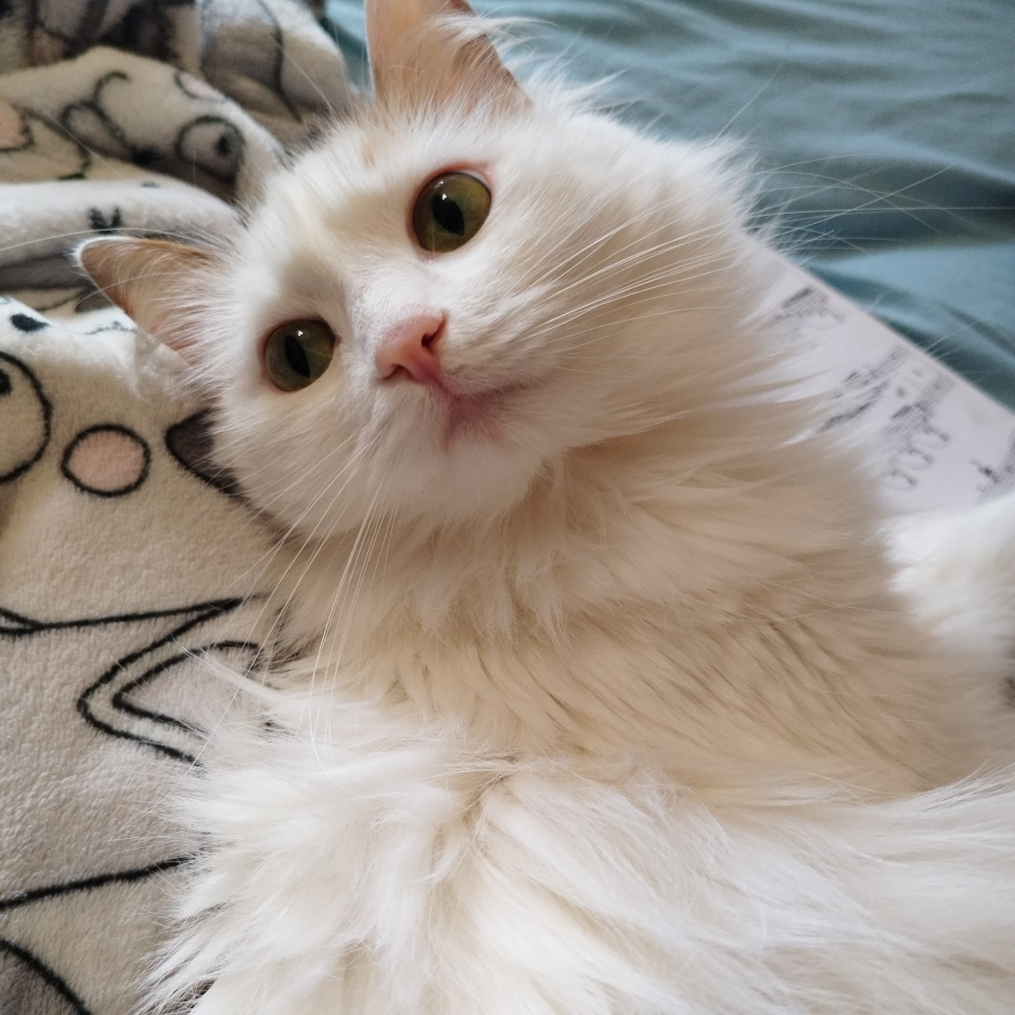 A close-up, eye-level photograph captures a fluffy white cat with long fur, lying down and looking directly at the camera. The cat's striking features include large, round, green eyes with dark, vertical pupils, a small pink nose, and prominent white whiskers fanning out from its muzzle. Its ears are predominantly white, with very faint light orange or tan markings visible on the inner edges.
The cat is positioned on soft furnishings. To its left, a light-colored (possibly off-white or light grey) fuzzy blanket with a black outlined pattern is visible, featuring cartoonish shapes, including what appears to be a round head with circular eyes and a pink nose. Behind the cat's head and extending to the right, a plain blue or teal fabric, likely a bed sheet or a second blanket, provides a soft backdrop. Partially visible beneath the cat's chin, resting on the blue fabric, is a piece of white paper or a document with faint, illegible black text and markings.
The setting appears to be indoors, possibly a cozy bedroom or living room, given the soft textures and ambient lighting. The cat's expression is calm and inquisitive, contributing to a serene and endearing portrait.