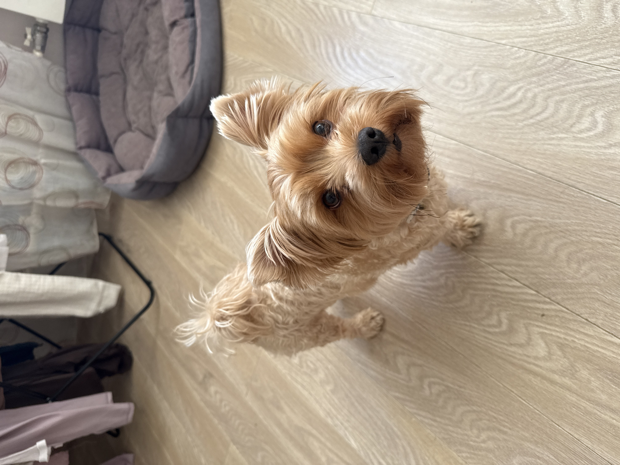 The image shows a Yorkshire Terrier dog sitting on a light-colored wooden floor. The dog is facing the camera with its head tilted to the side, and its ears are perked up. Its fur is a mix of brown and tan, and it has dark eyes and a black nose.
In the background, there is a pet bed with a brown cushion. To the left of the dog, there is a shelf or rack with several items on it, including what appears to be folded fabric or blankets. The overall setting suggests an indoor environment, likely a home.
The lighting indicates it is daytime, and there are no clear indicators of weather conditions. The dog's expression appears curious or attentive. No text is visible in the image. The scene is static, with the dog sitting and looking towards the camera. The focus is primarily on the dog.