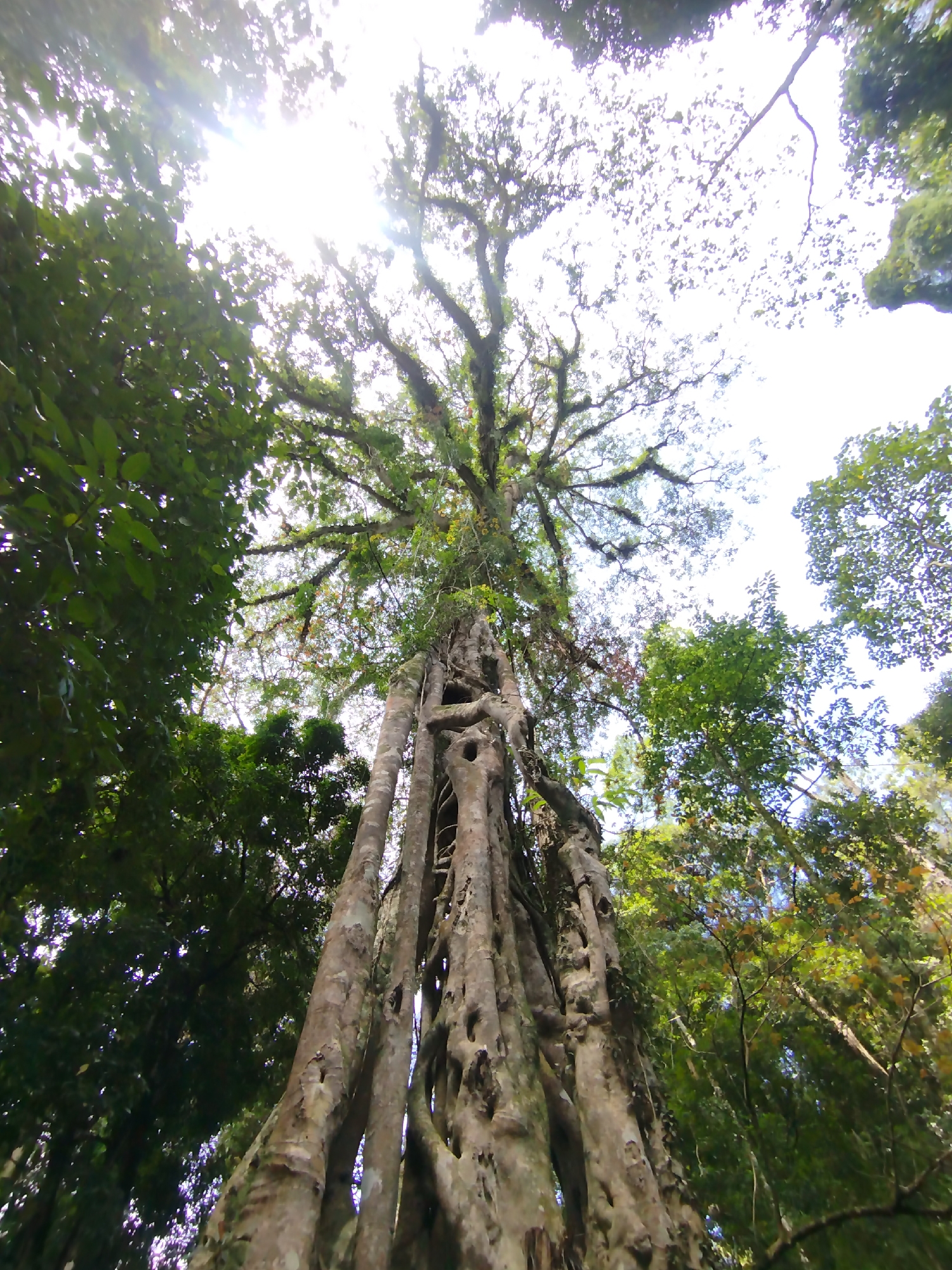A low-angle shot in Thôn 5, Vietnam, showcases a towering tree with a complex network of roots and branches. The tree's trunk is multi-stemmed with numerous holes and textured bark. Sunlight filters through the canopy, creating a bright, diffused light in the upper portion of the frame. Surrounding the central tree are other trees with dense green foliage. The sky appears washed out due to the bright sunlight. No people are visible in the image.