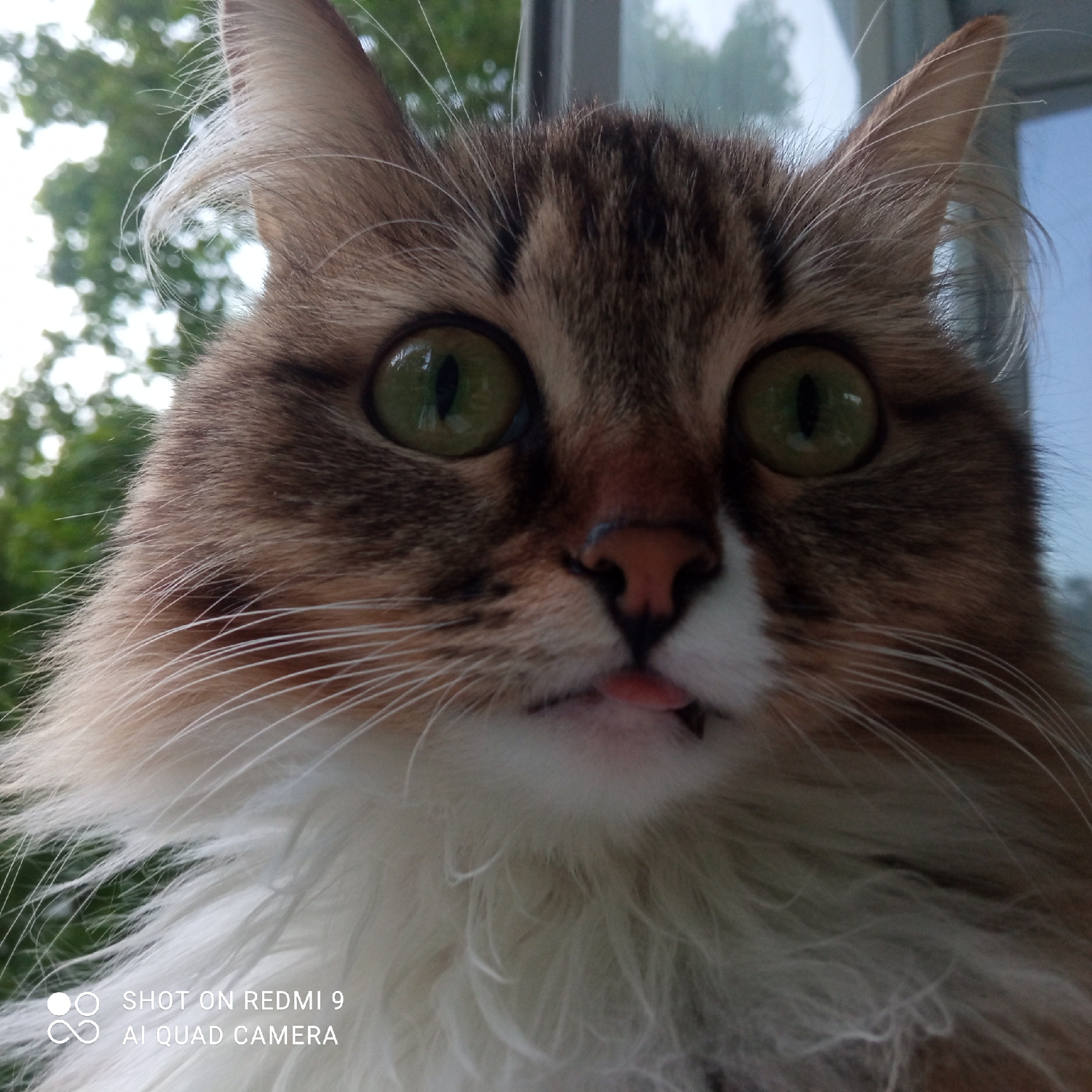 The image shows a close-up of a cat's face. The cat has green eyes, brown and white fur, and its tongue is slightly protruding. The cat's head takes up most of the frame. In the background, out-of-focus greenery and a window are visible. The picture was apparently taken in Chaikovsky, Russia. The text "SHOT ON REDMI 9 AI QUAD CAMERA" is at the bottom of the image, likely indicating the device used to take the picture.