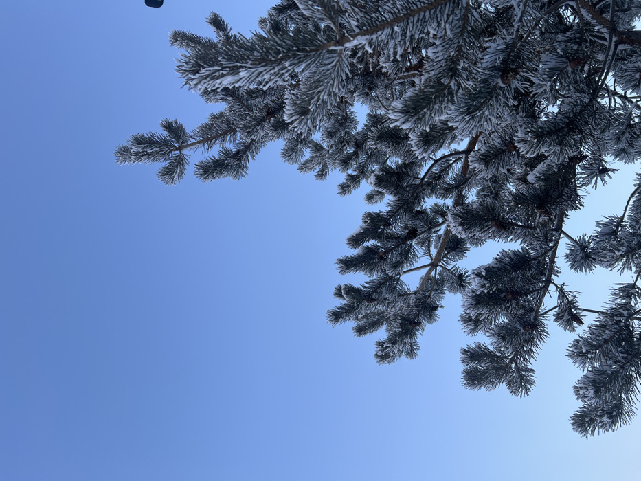 The image displays a clear blue sky occupying approximately the upper two-thirds of the frame, with the remaining lower portion dominated by the frost-covered branches of a conifer tree. The tree's needles and twigs are uniformly coated in a thick layer of white hoarfrost or fine snow, presenting a crystalline texture. Numerous small, dark pinecones are visible clinging to the branches amidst the frosted needles. The branches extend from the mid-right to the lower-left of the composition. A dark, vertical object, possibly a utility pole or a structural element, is partially visible along the extreme right edge of the image, positioned behind the frosted foliage. There are no human figures, animals, or other discernible moving objects present. The environment indicates cold, clear winter conditions in Krasnoyarsk, Russia.